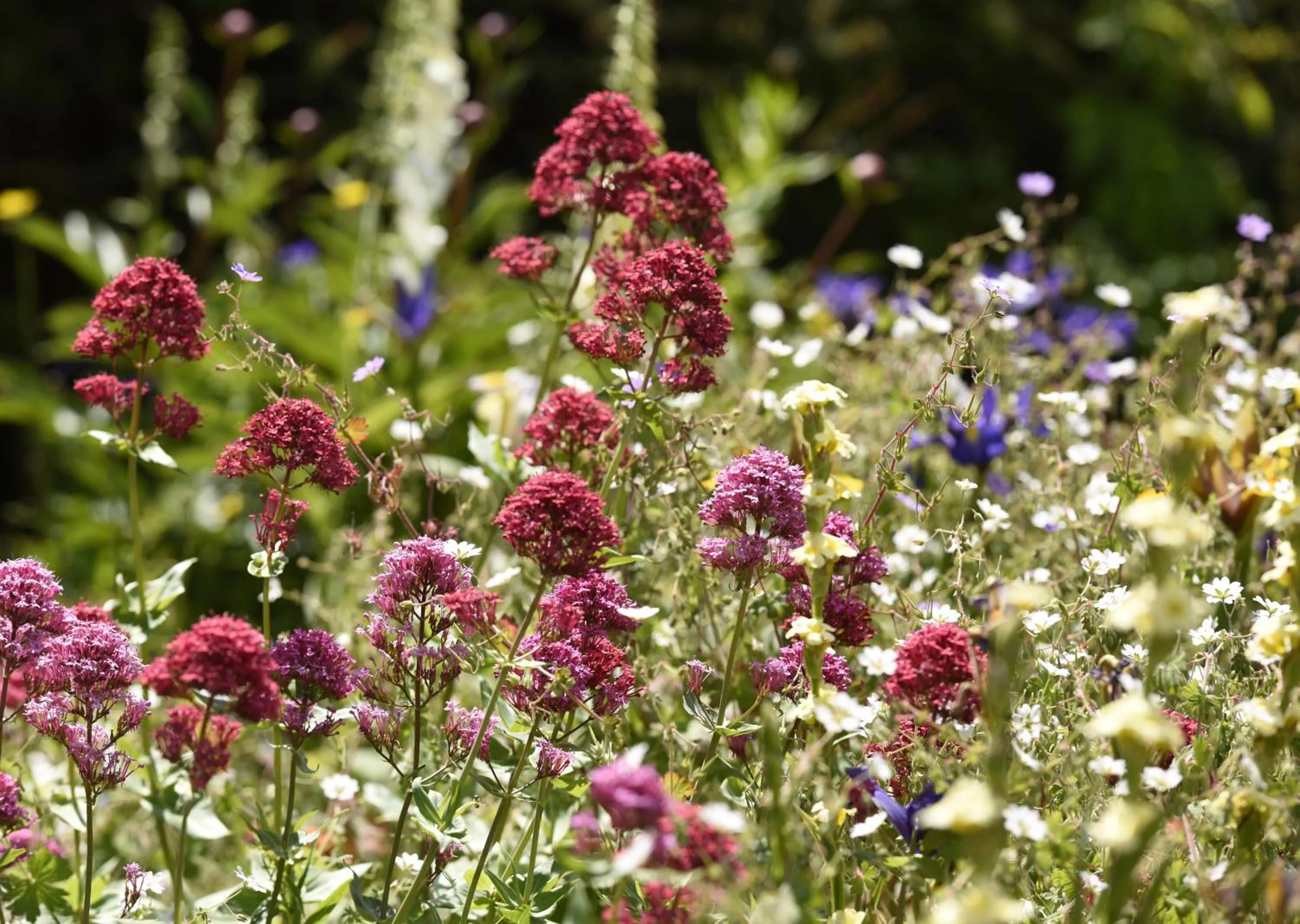 Garden in Ward Avenue B&B