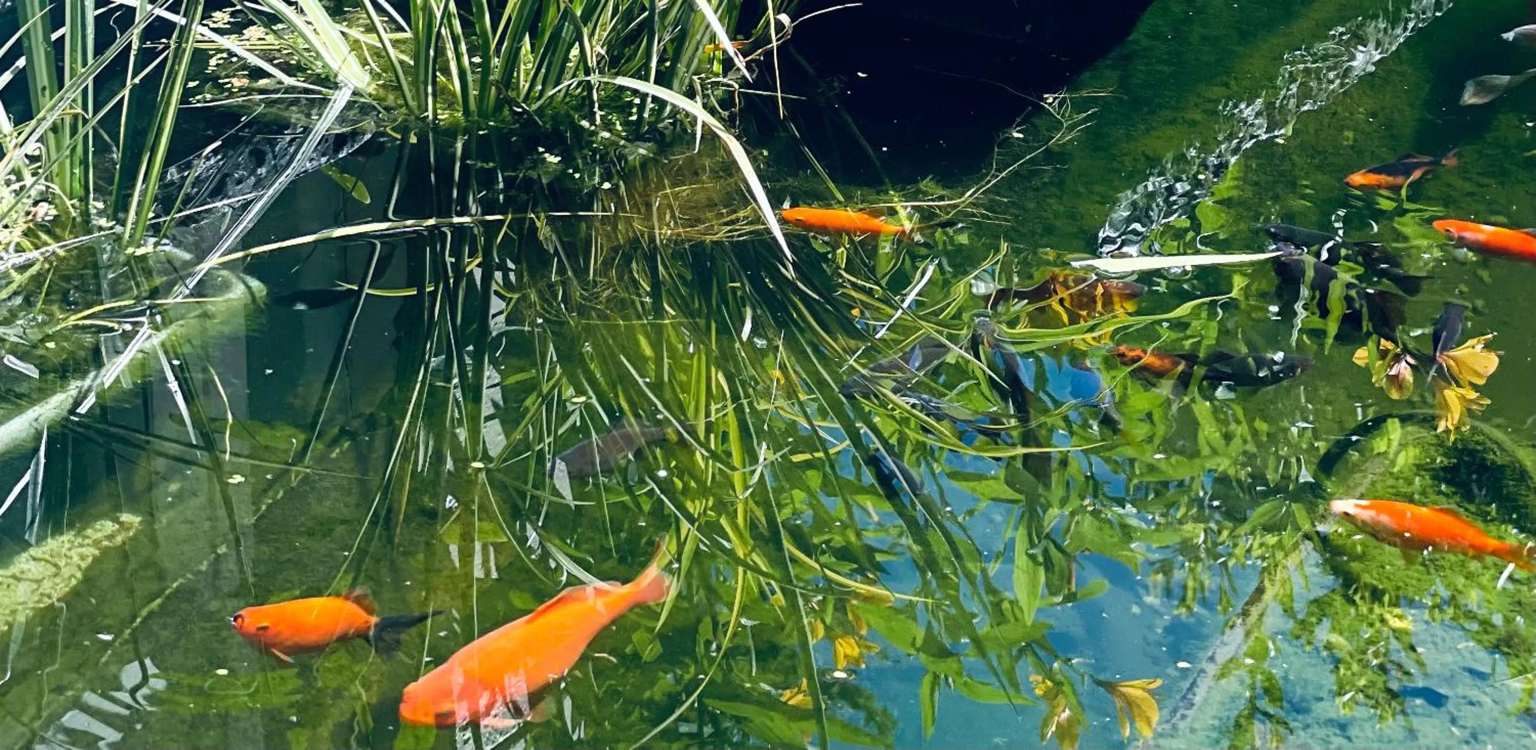 Natural landscape in Ashleigh Court Motel-Christchurch Hagley Park