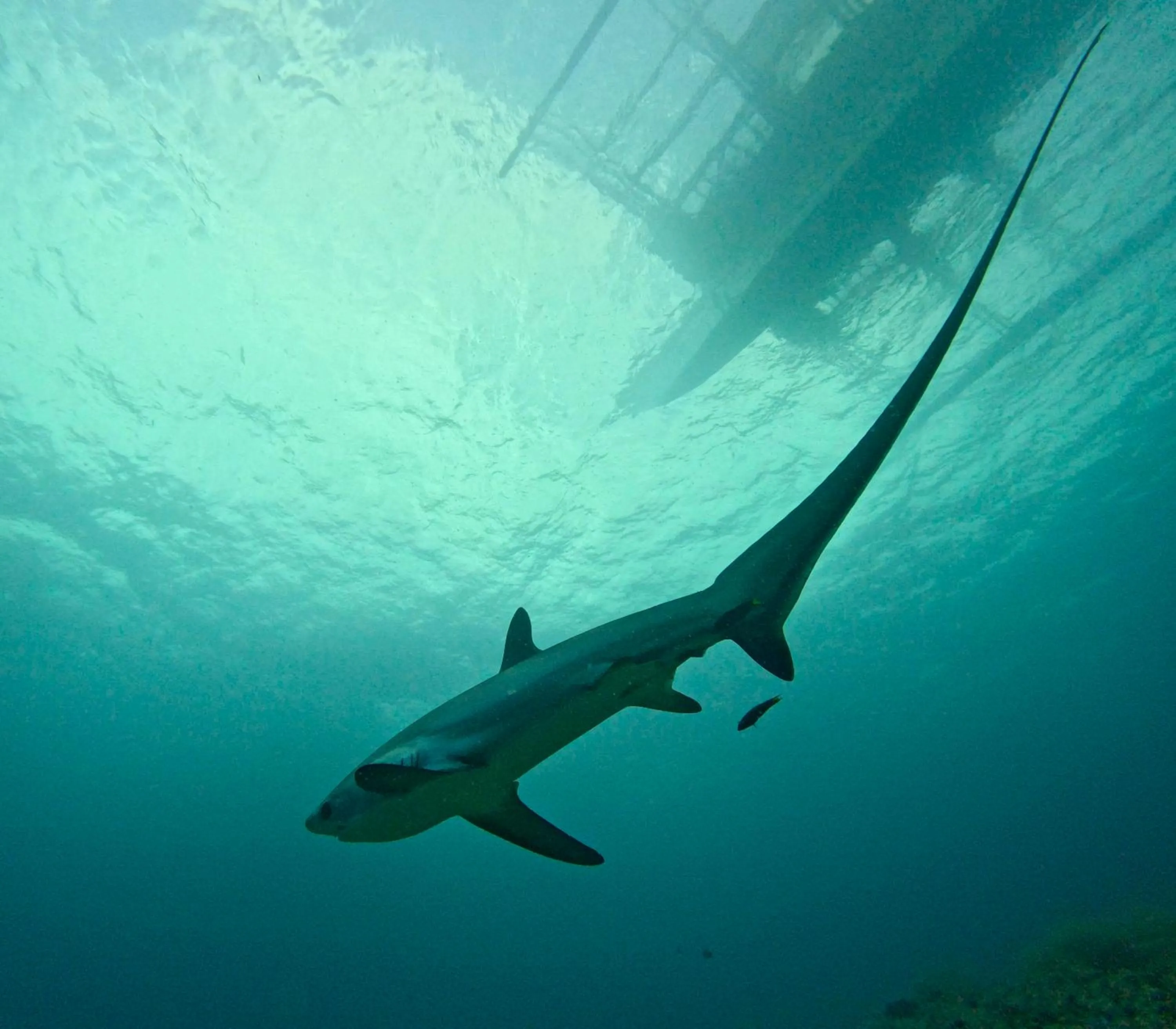 Activities in Little Mermaid Dive Resort