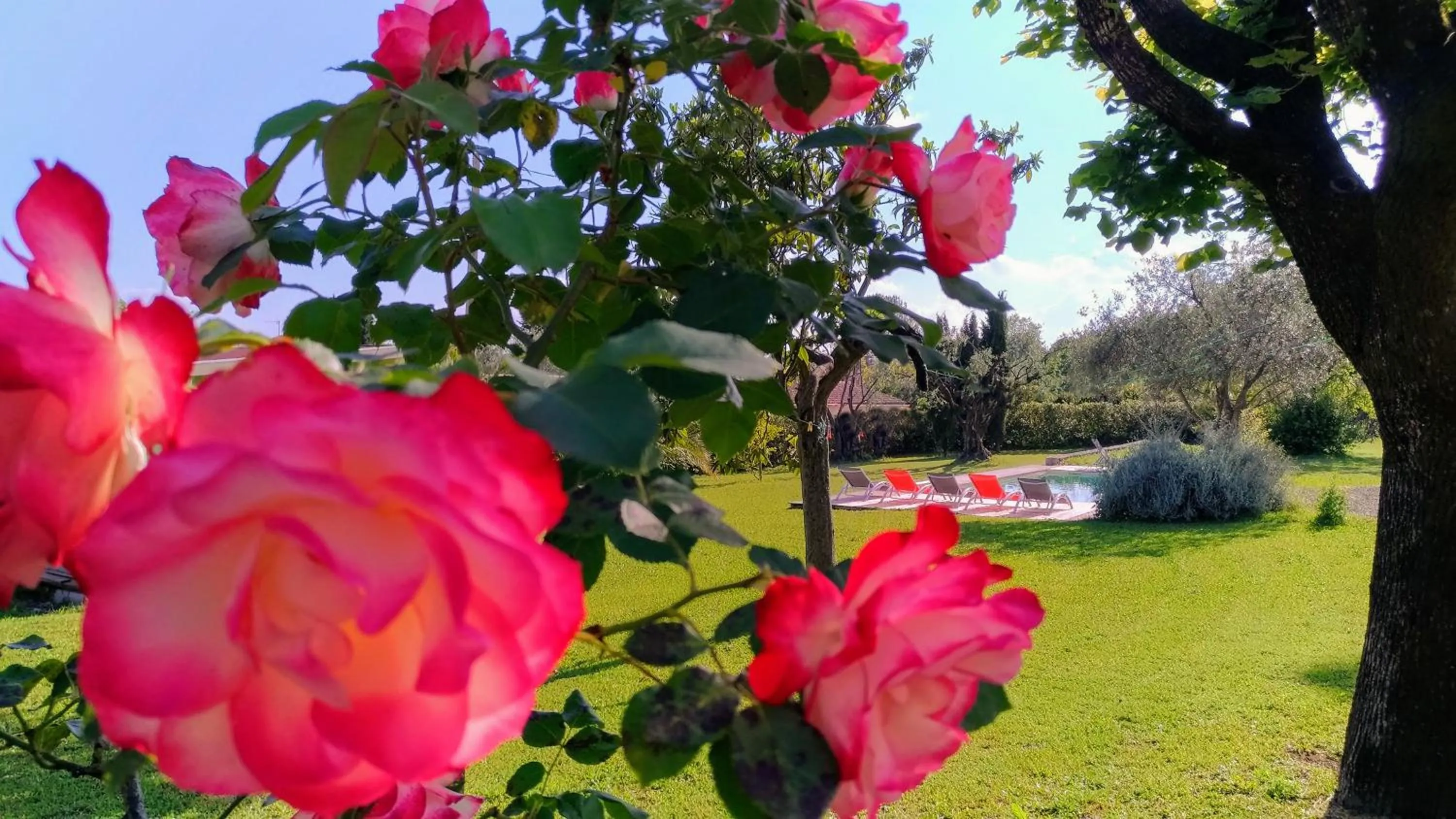 Garden in L'Escale Provençale
