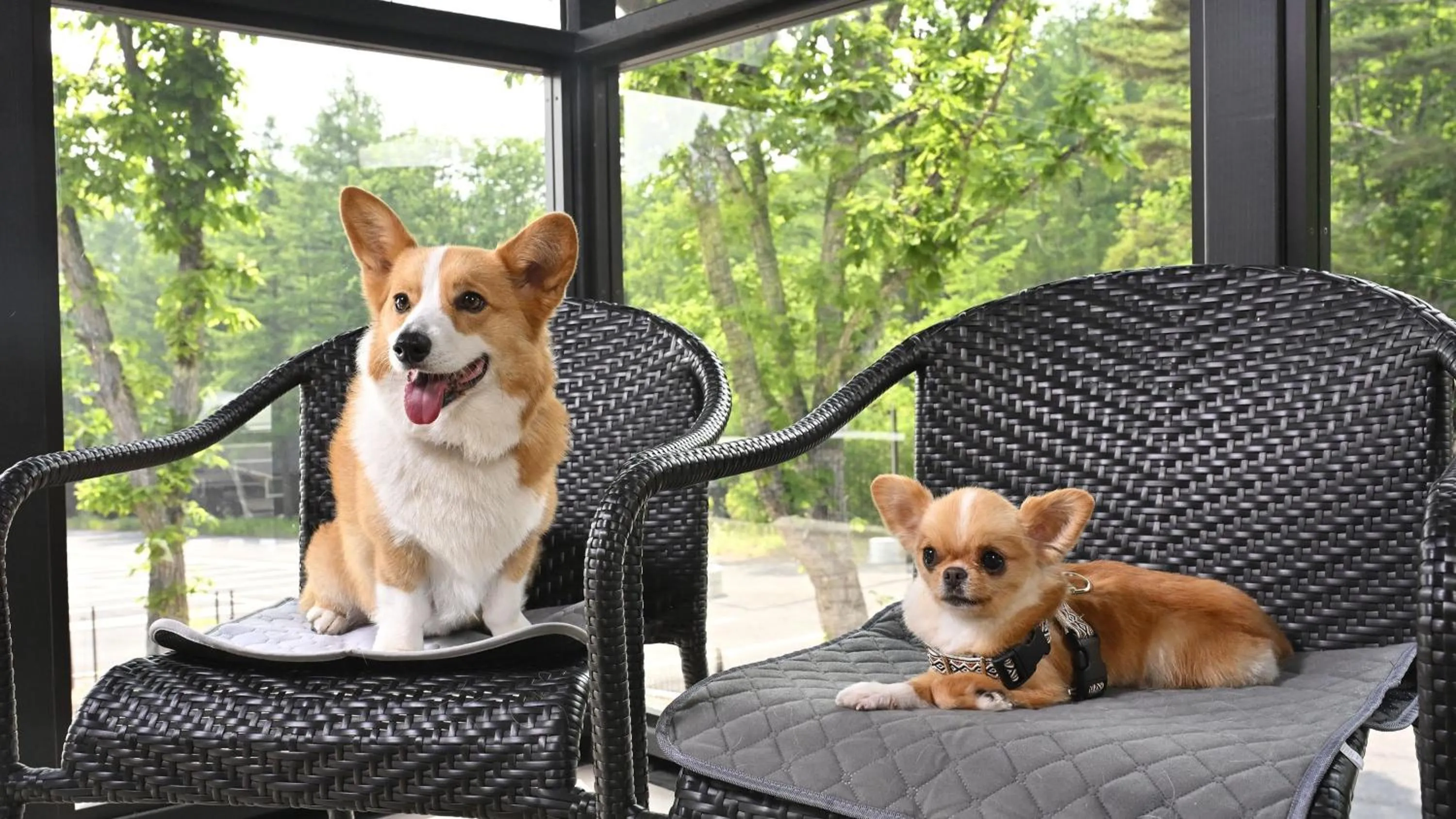 Pets in Asama Kuzanbo