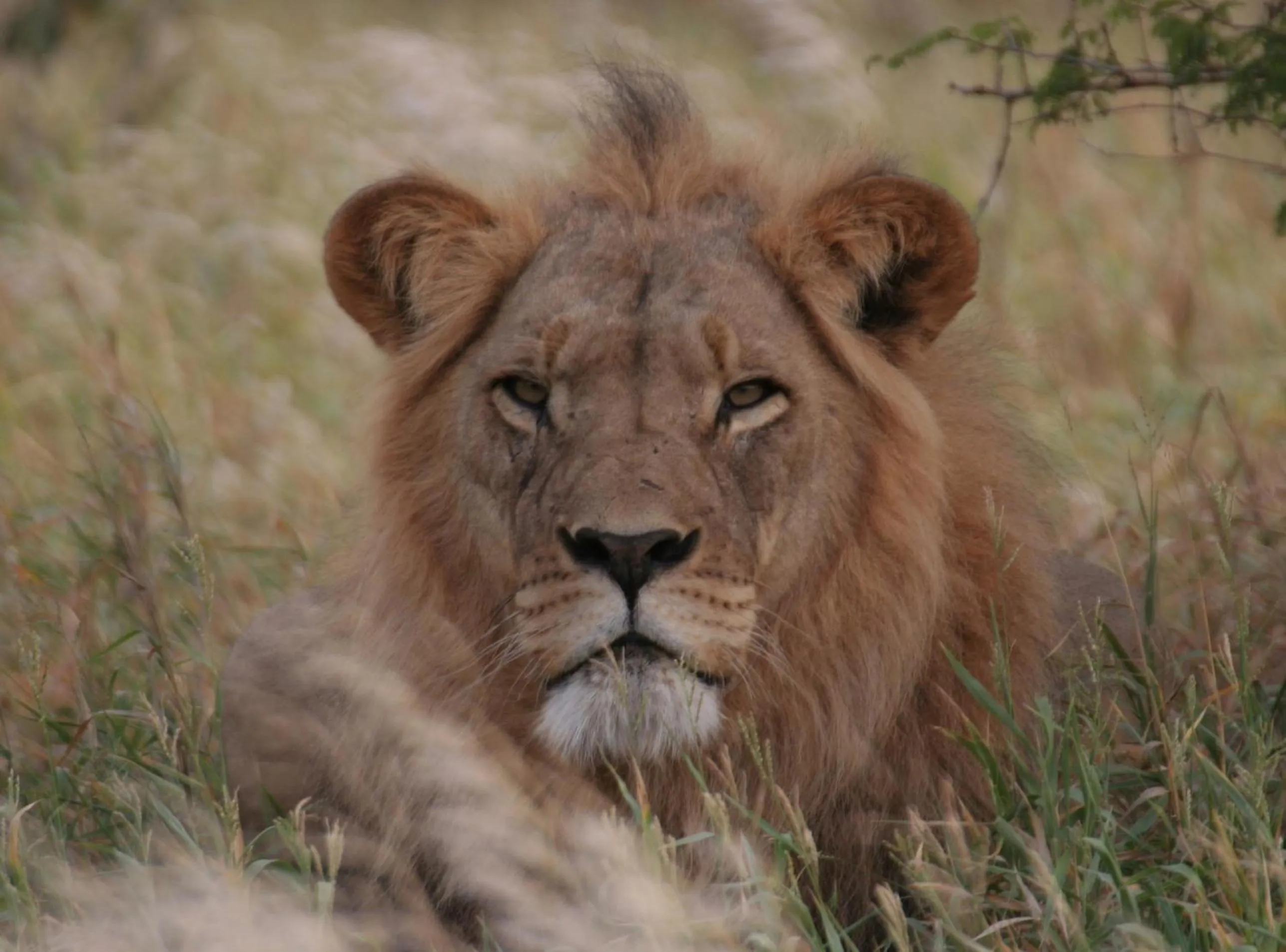 Other in The Old House