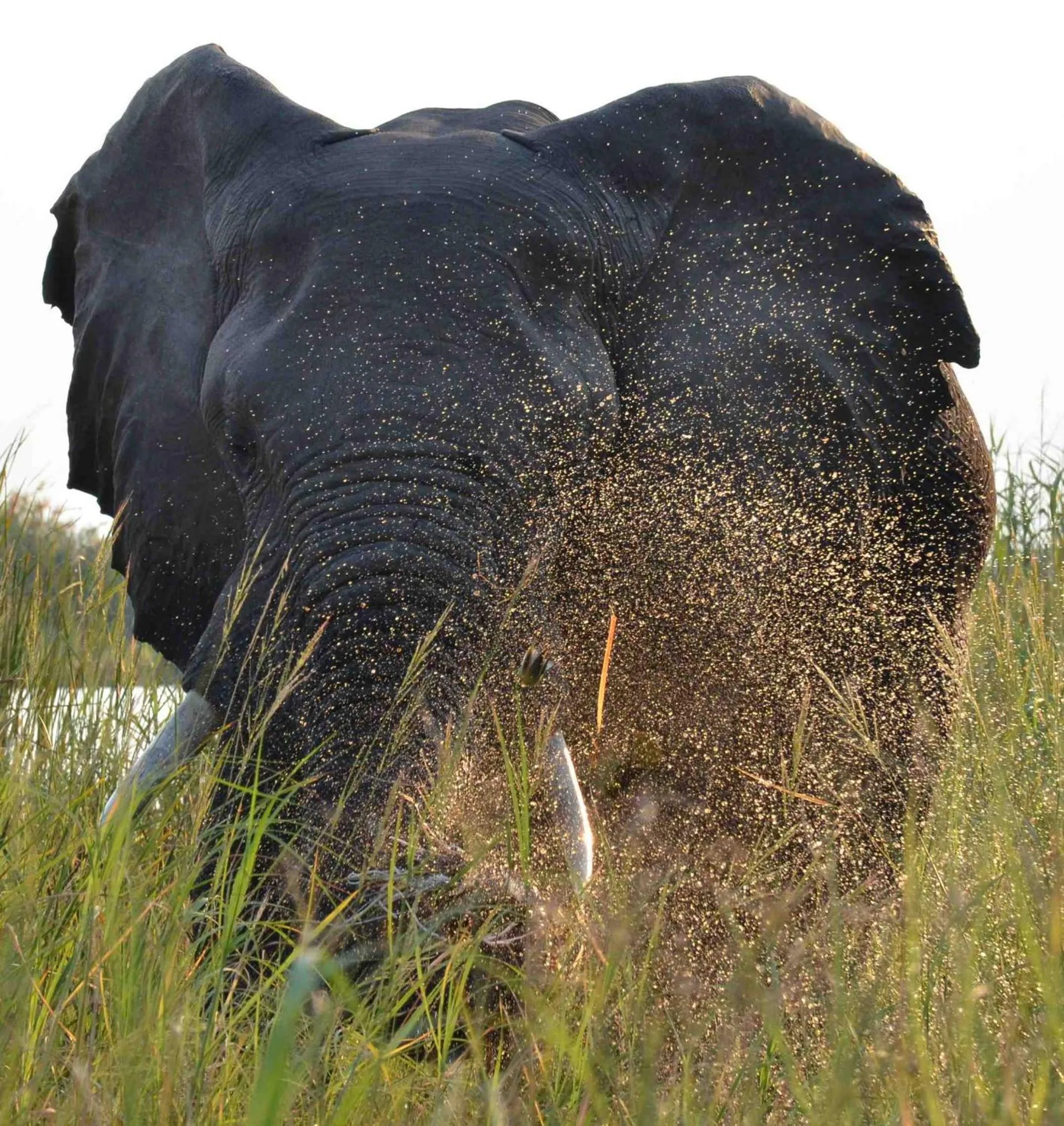 Animals in The Old House