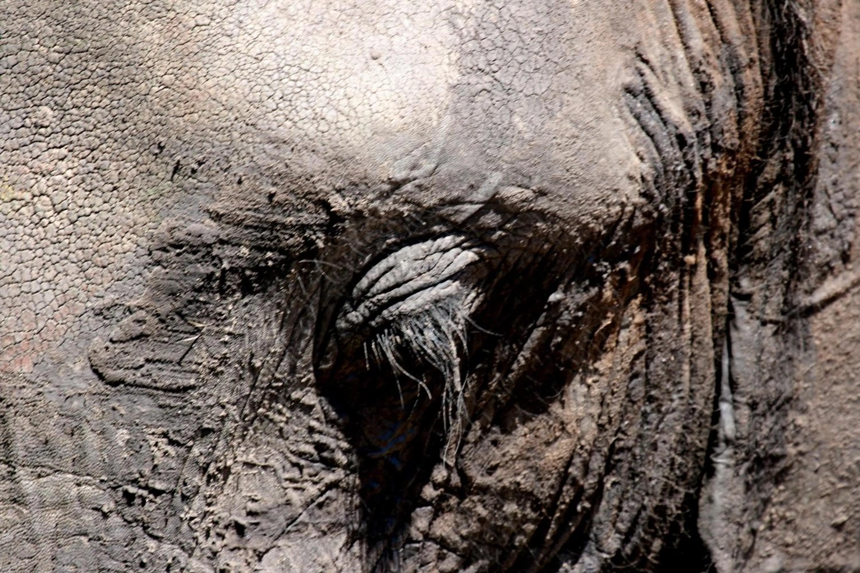 Animals in The Old House