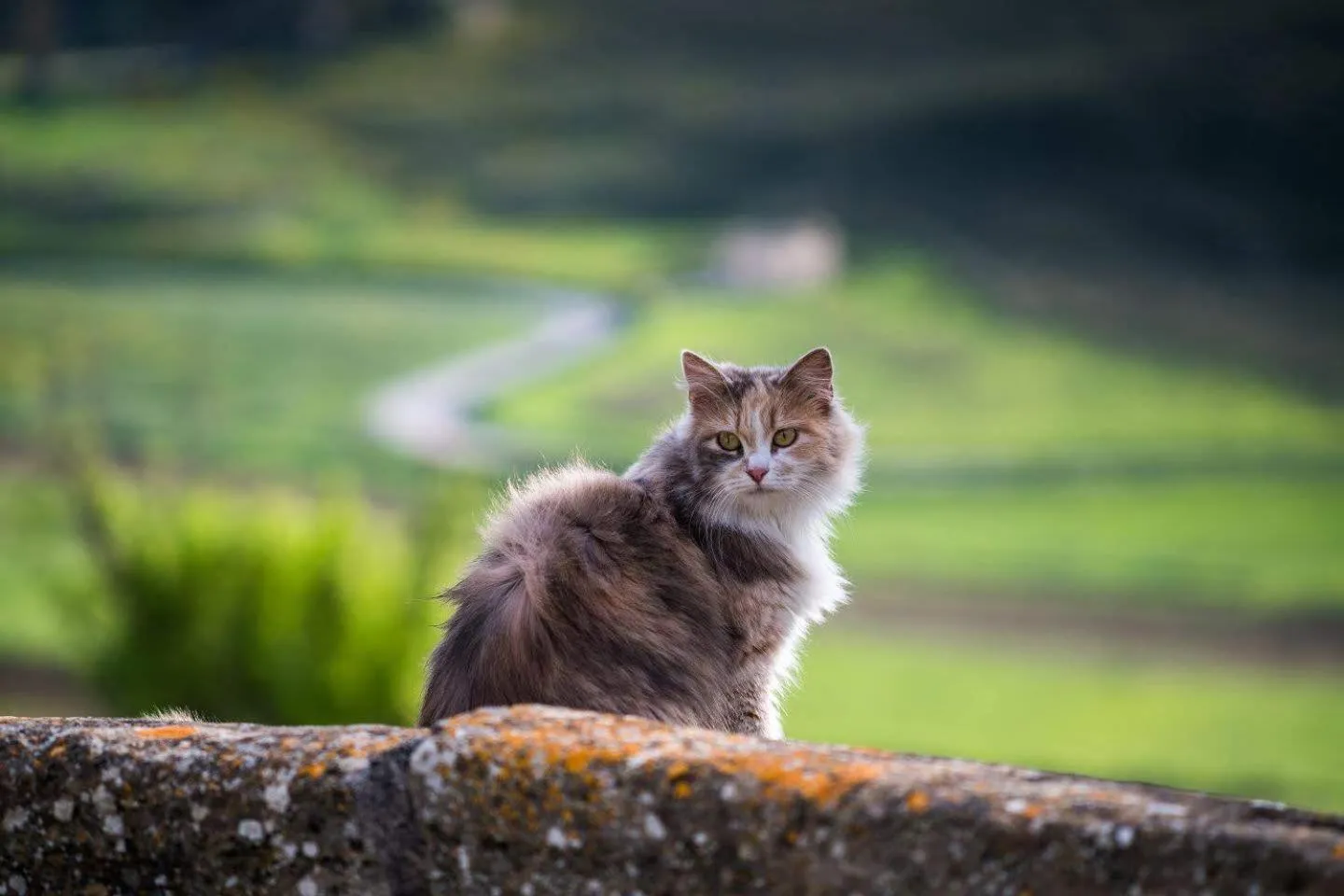 Animals in Helimos Bed&Breakfast Segesta Temple-Castellammare