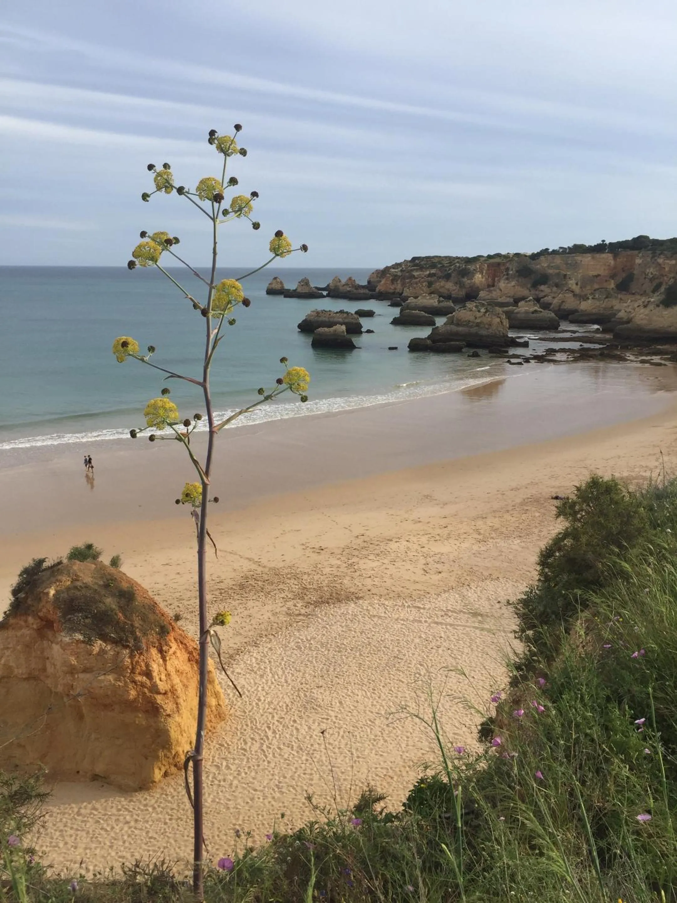 Beach in Casa Três Palmeiras