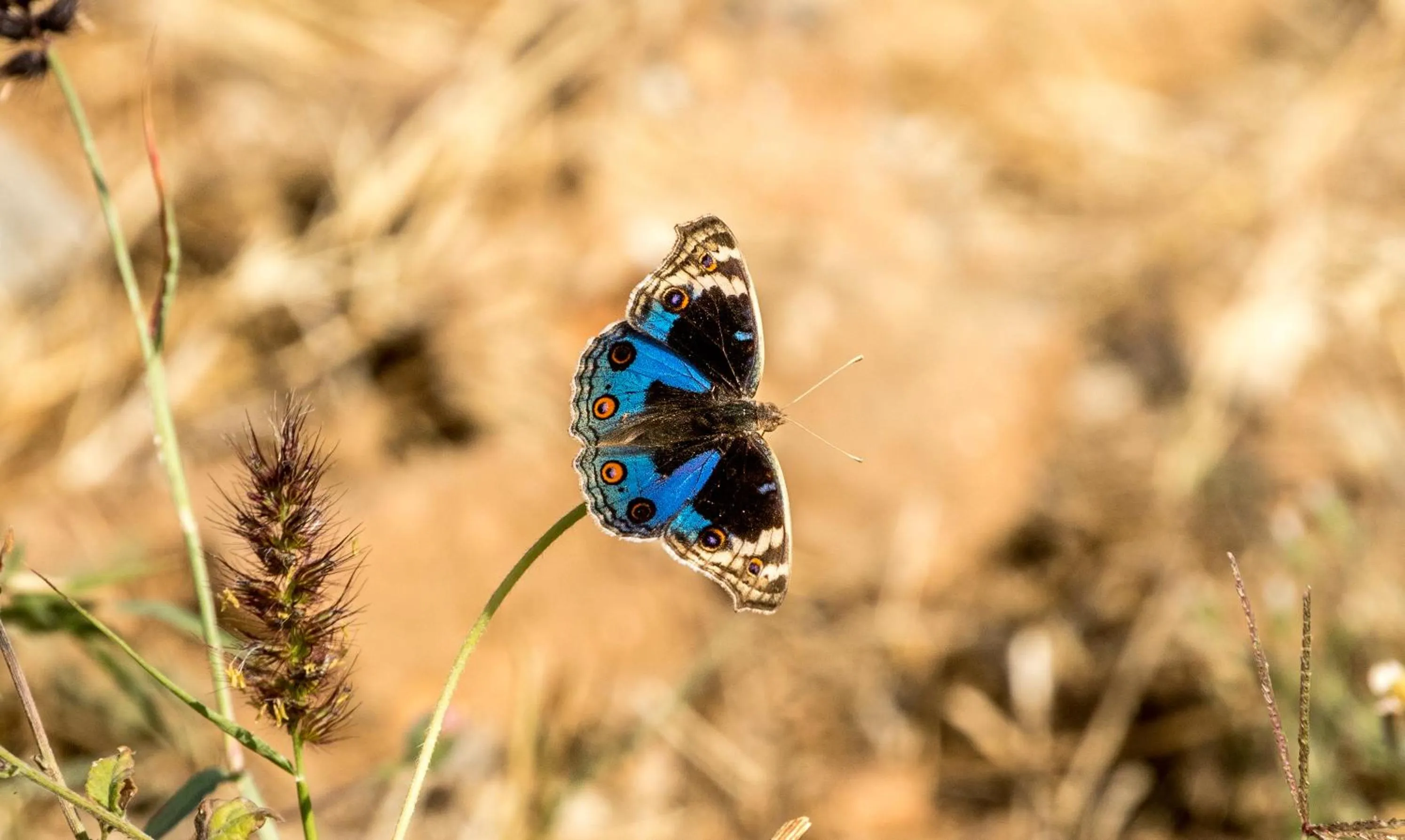 Activities in Brij Pola, Jawai - Luxury Jungle Camp with Private Pools