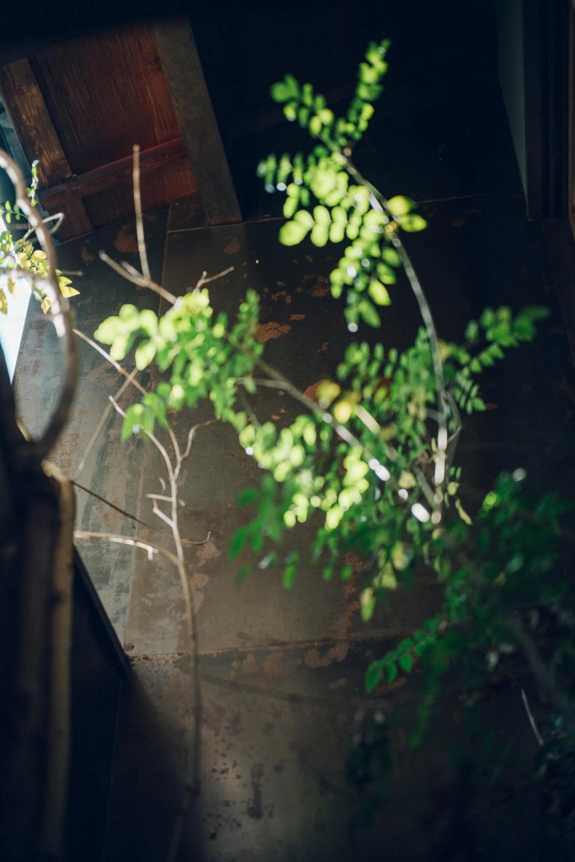 Day in Sabino House Kyoto