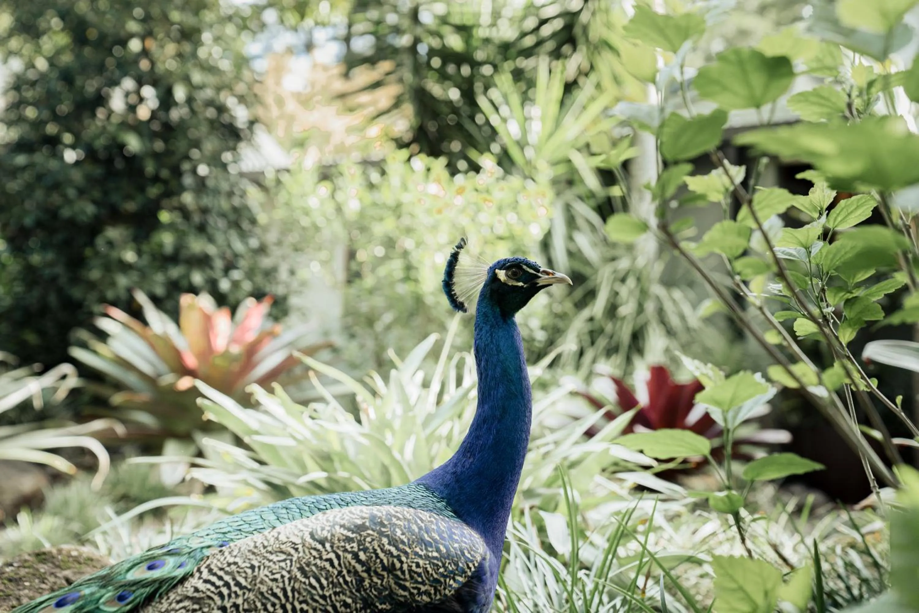 Other Animals in Cape Byron Retreat (Adults-Only)