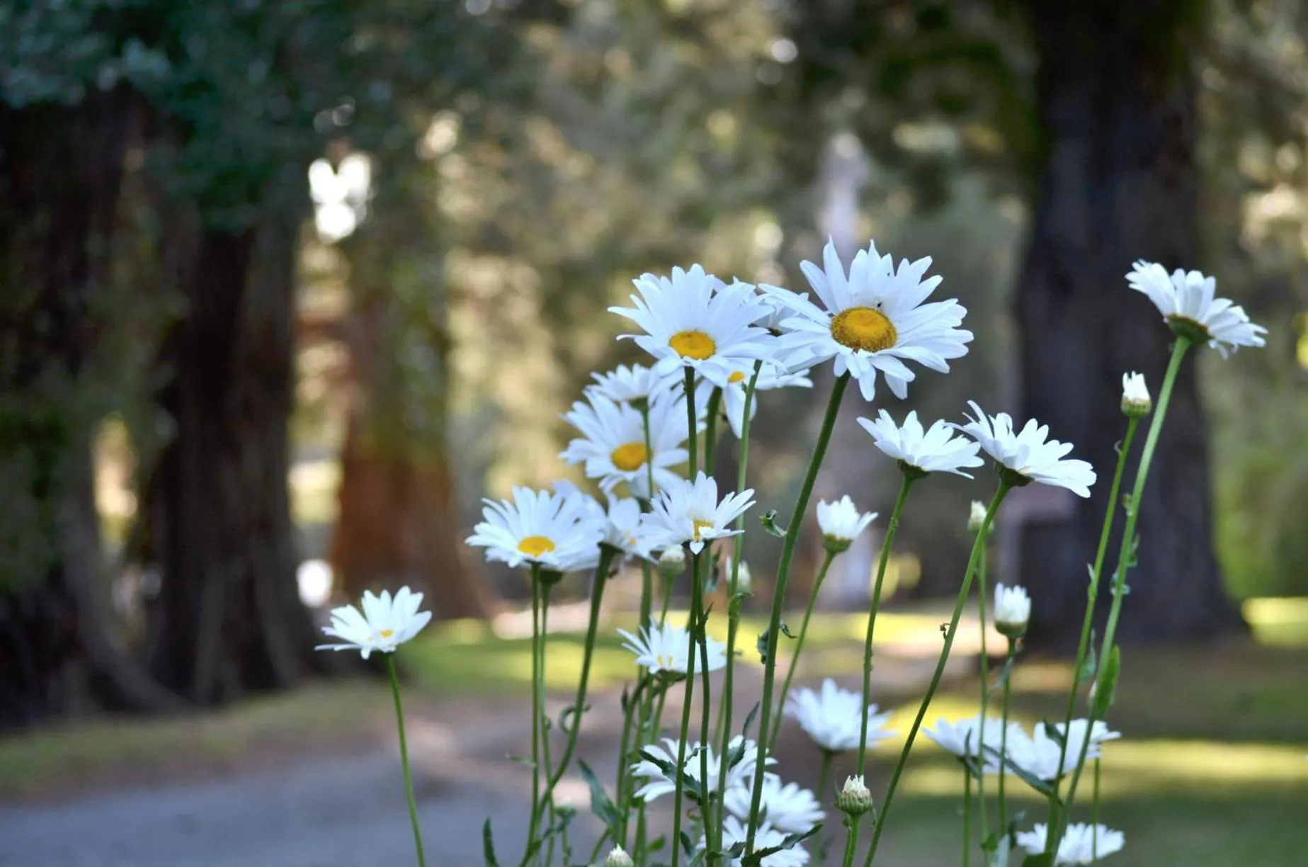 Spring in Cabañas Villa Labrador con costa de lago