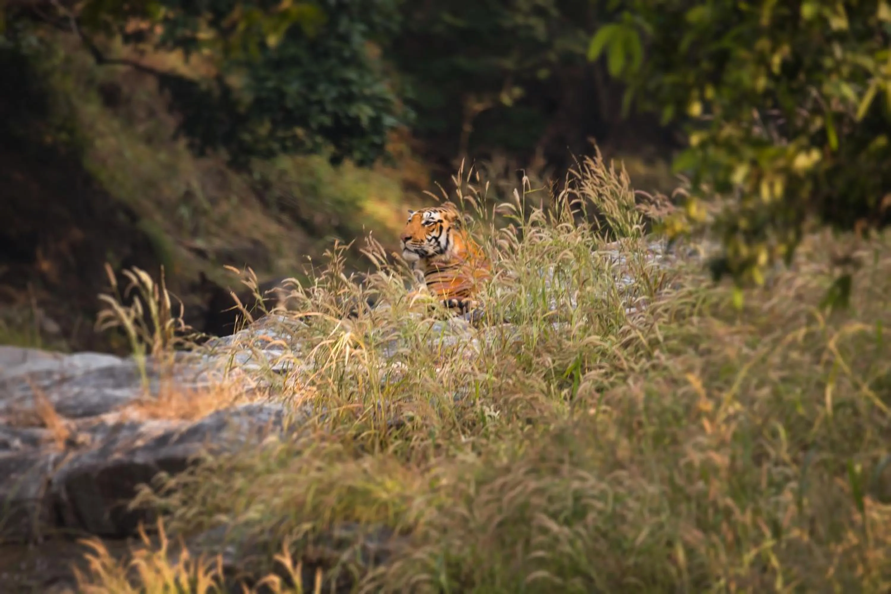 Animals in Pench Jungle Camp