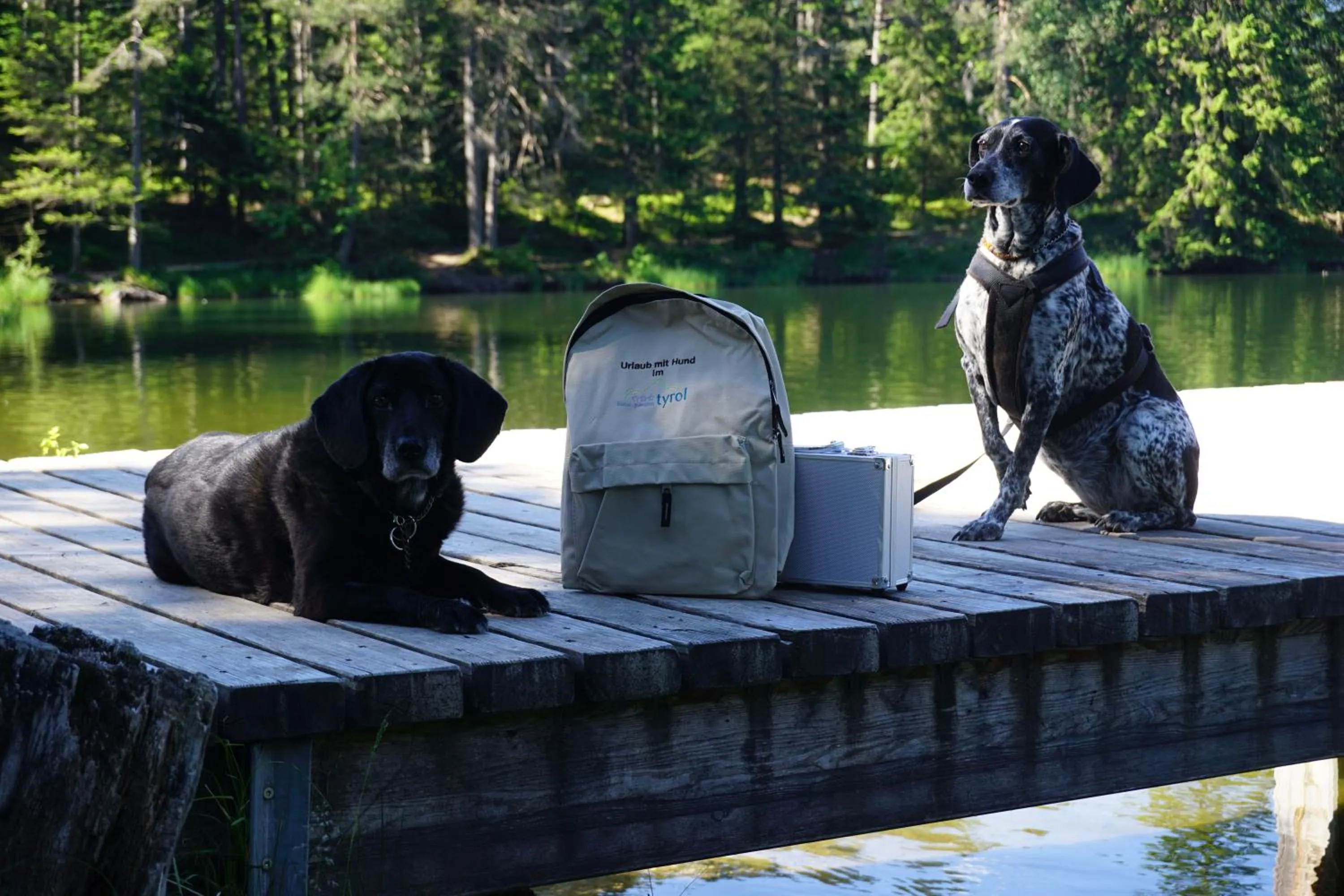 Pets in Hotel Pension Tyrol