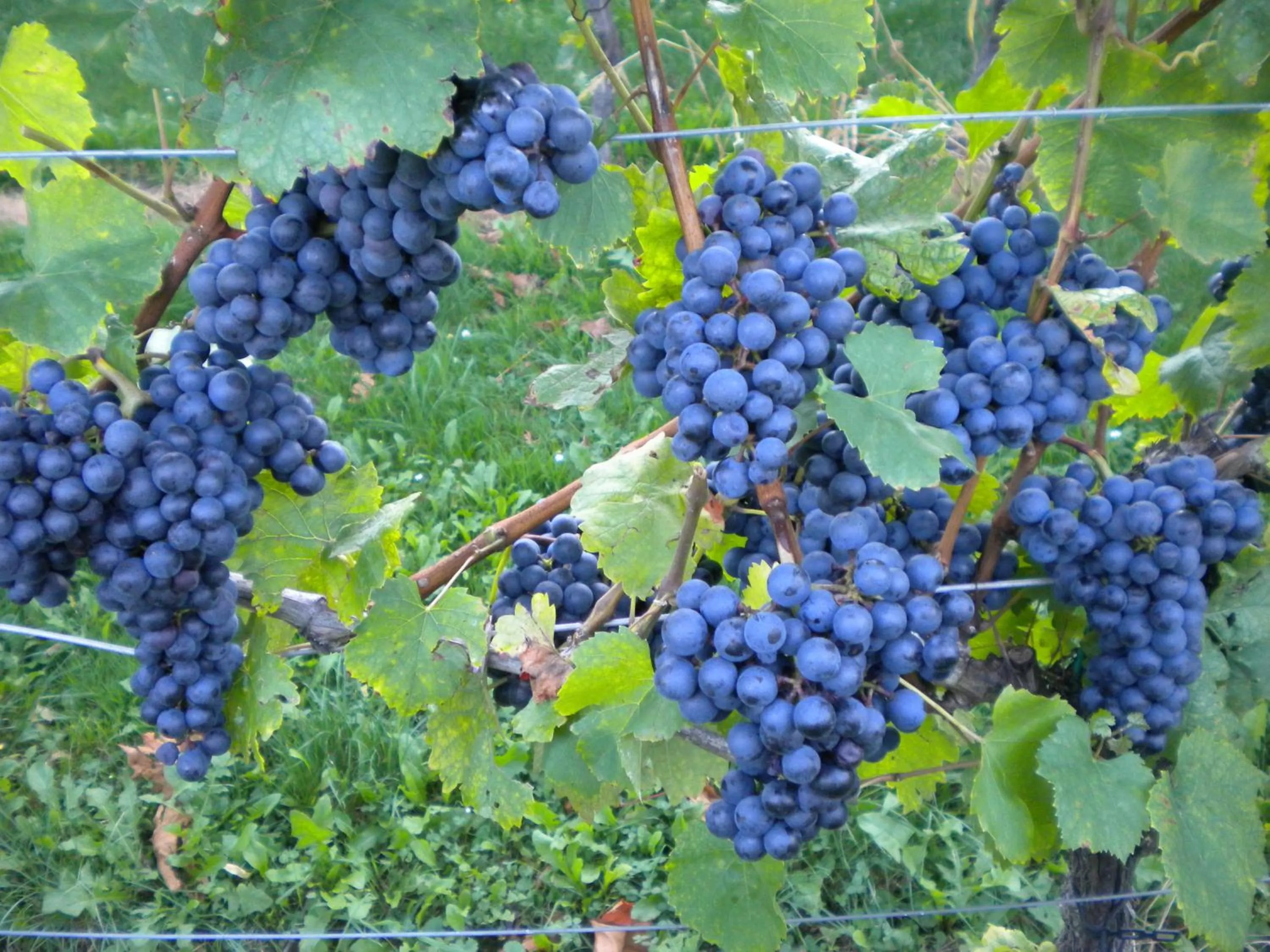 Other in Hotel Zur Post