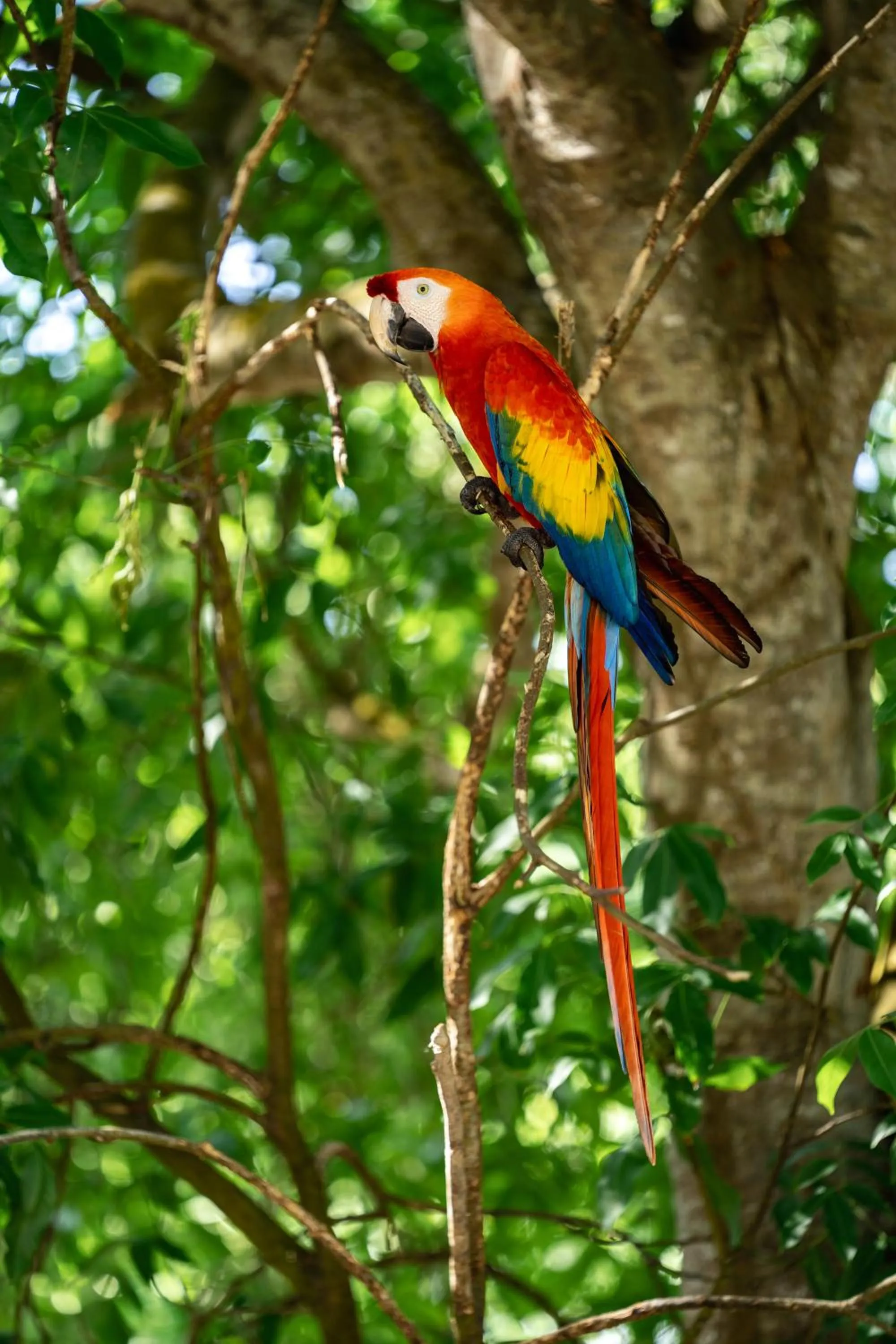 Animals in Rosario EcoHotel