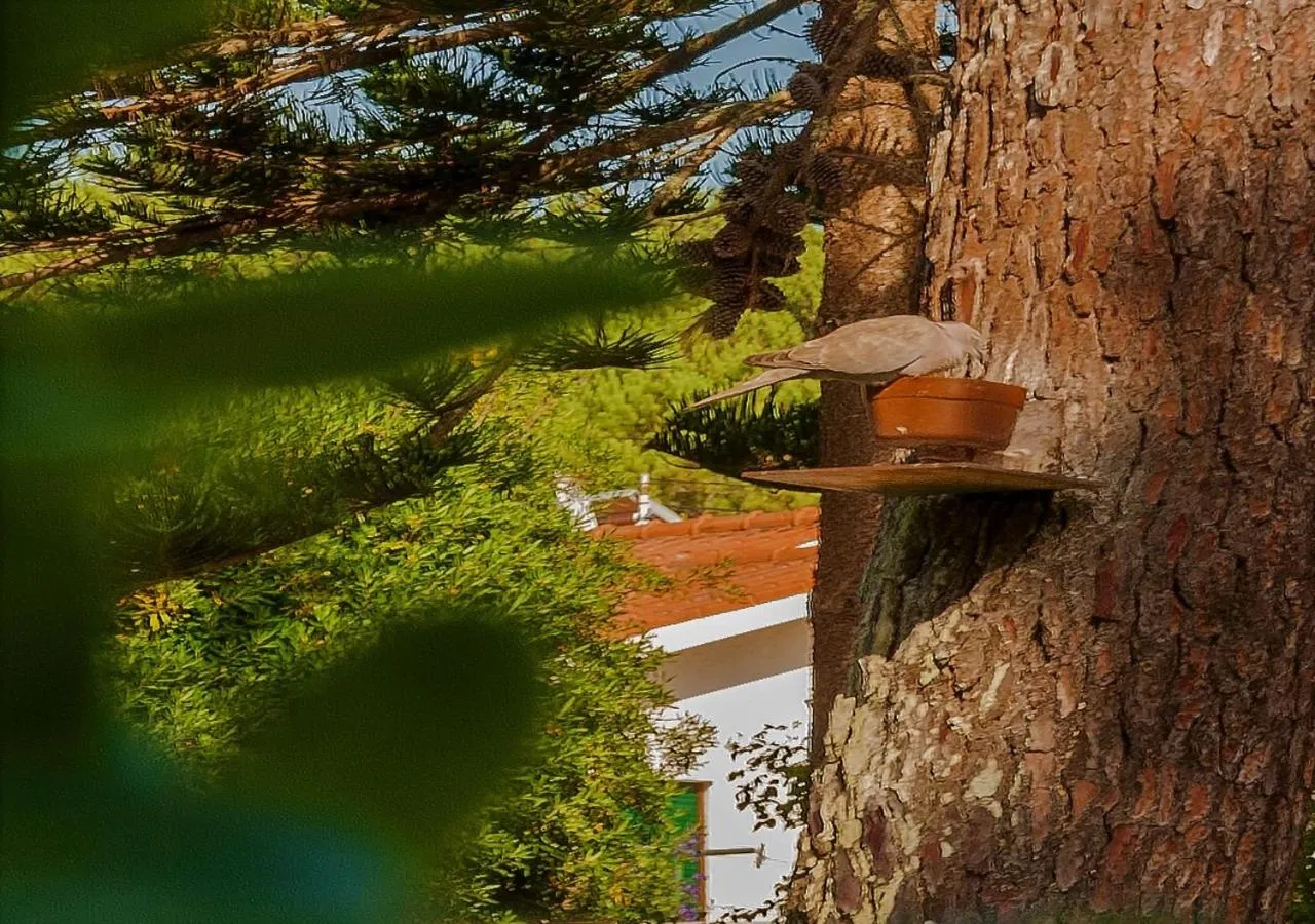 Garden in Hotel Verde Pinho Bed&Breakfast