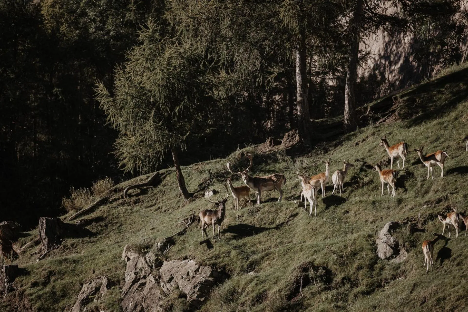 Garden in Parkhotel Matrei