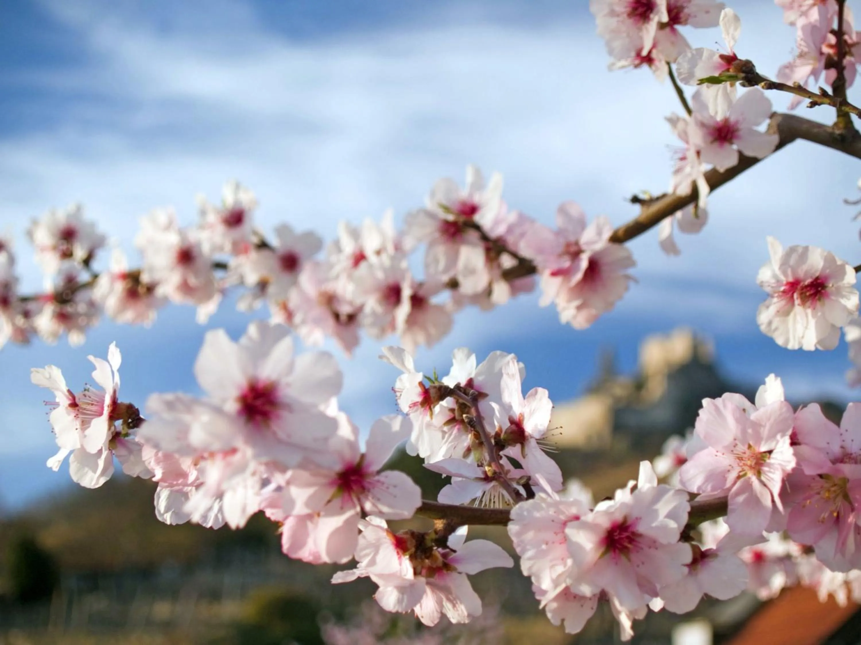 Spring in Gartenhotel & Weingut Pfeffel Dürnstein