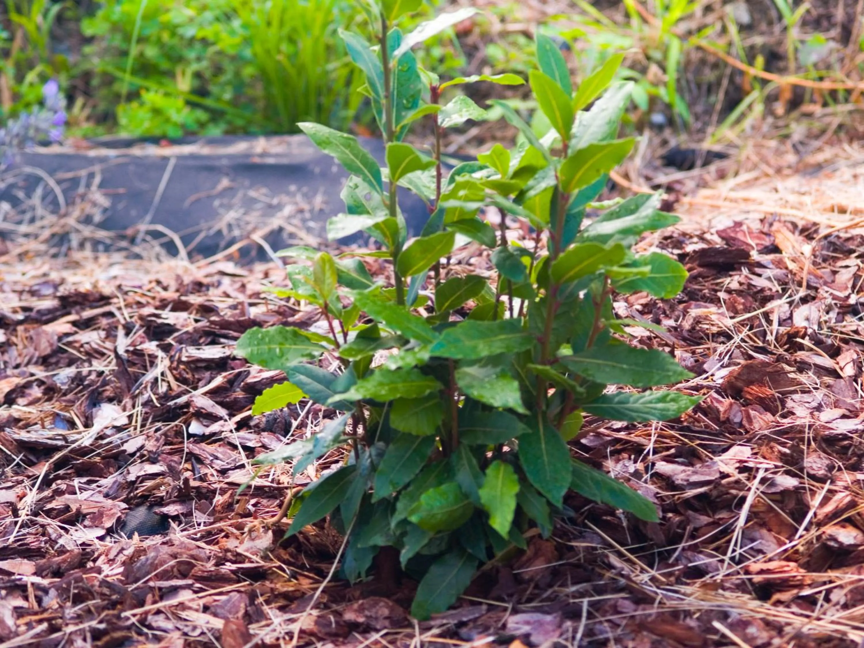 Breakfast in Gartenhotel & Weingut Pfeffel Dürnstein