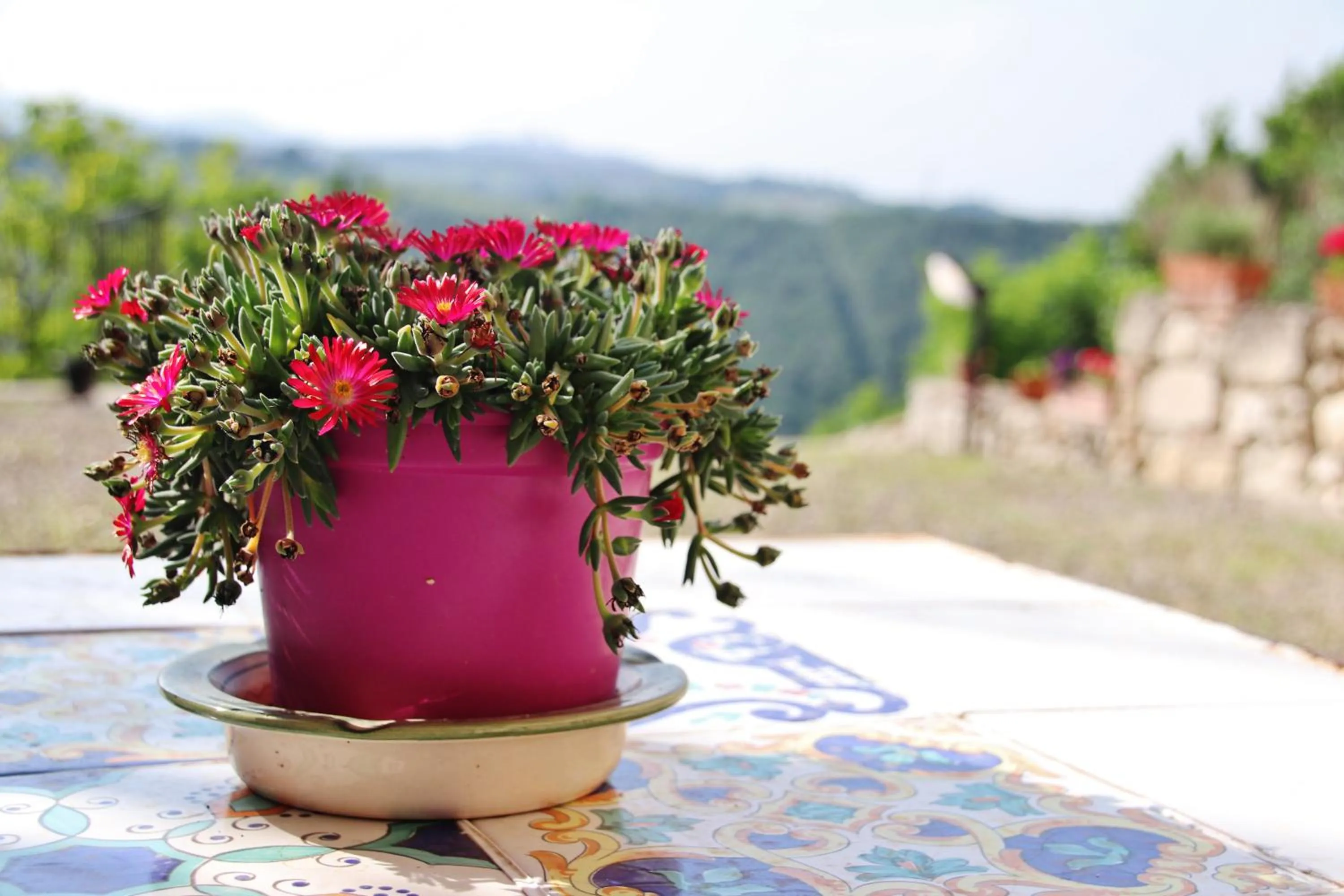 Garden in Maison del Borgo