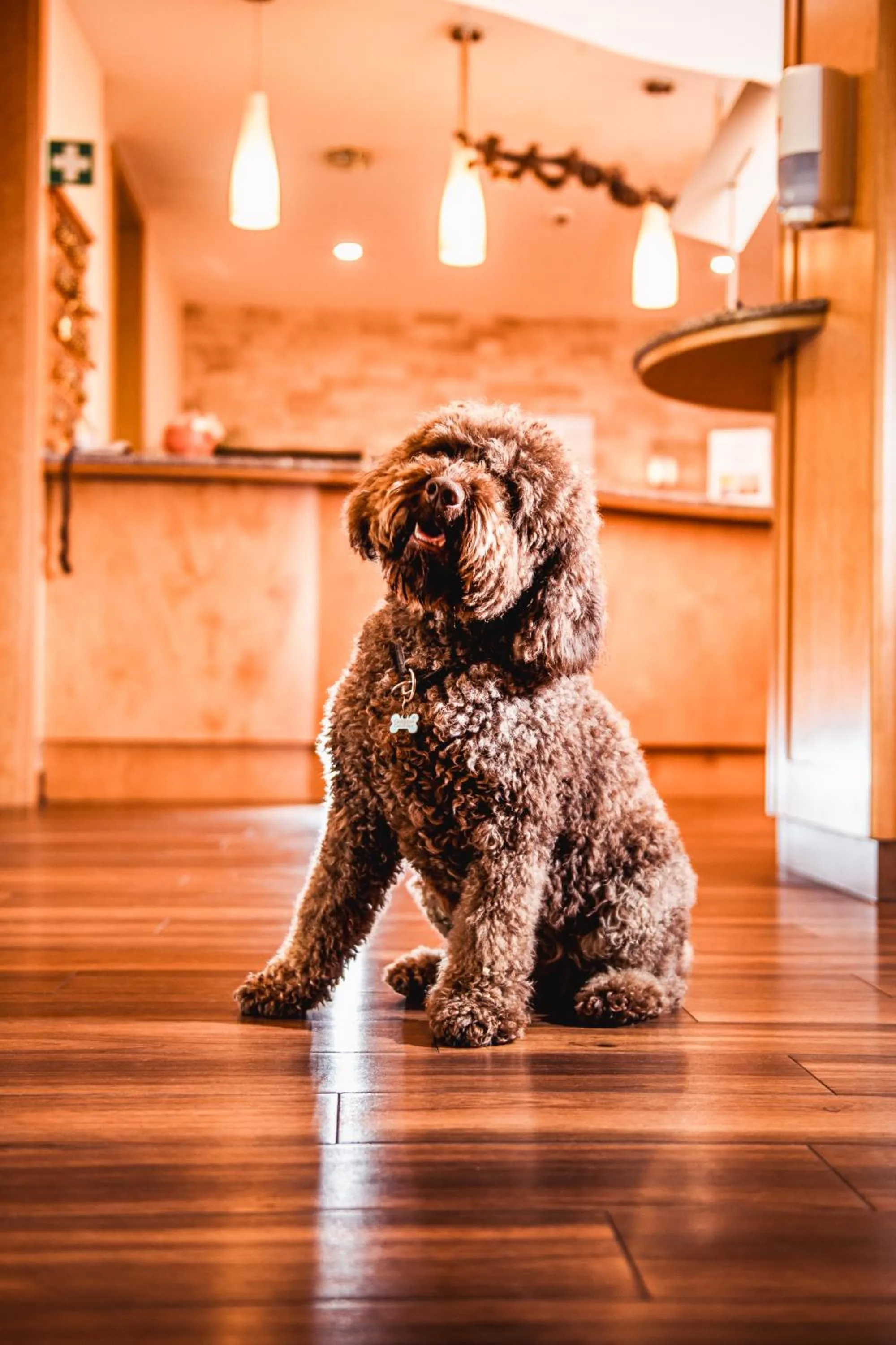 Pets in Simon - das Vitalhotel