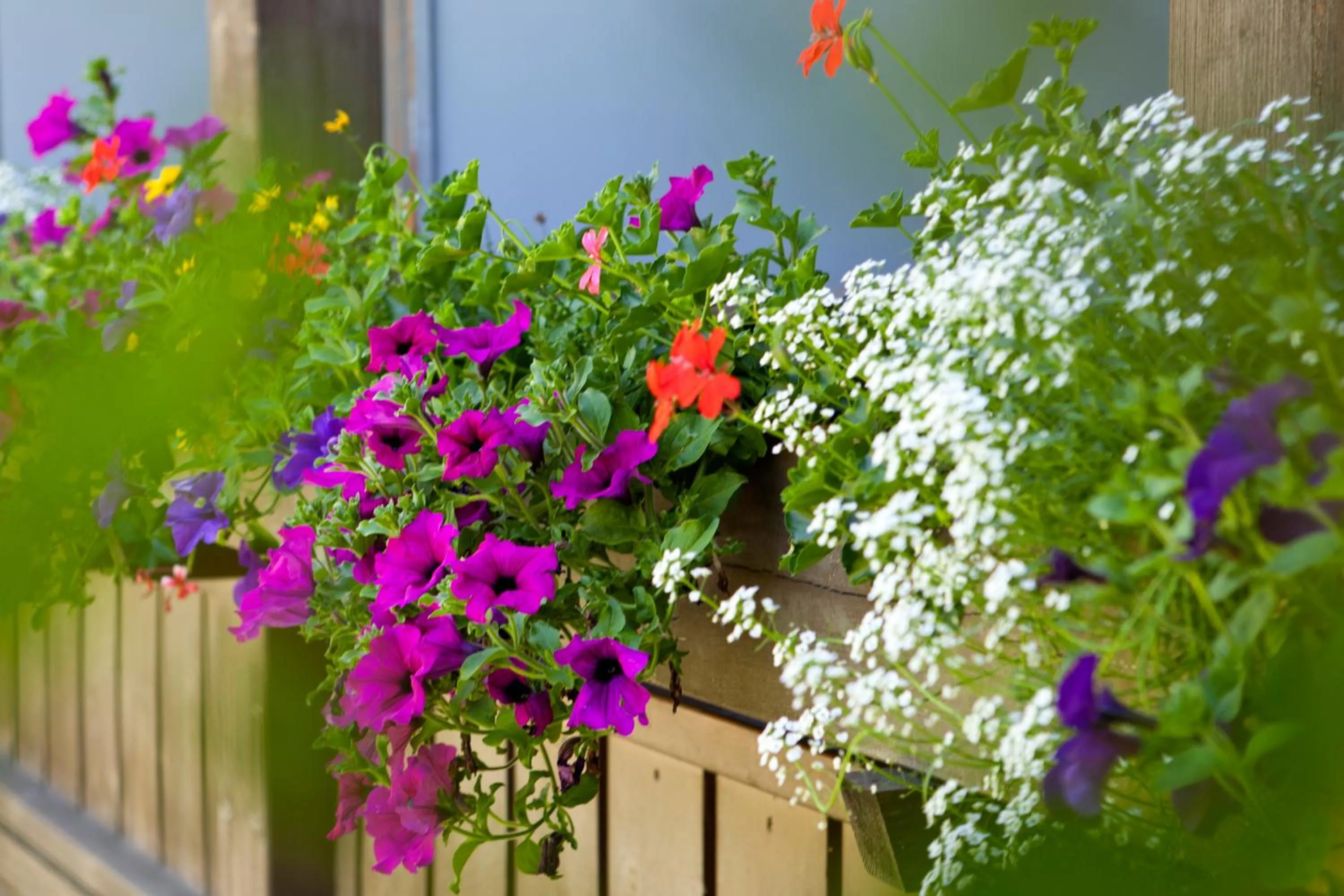 Balcony/Terrace in Hotel Stegerhaus