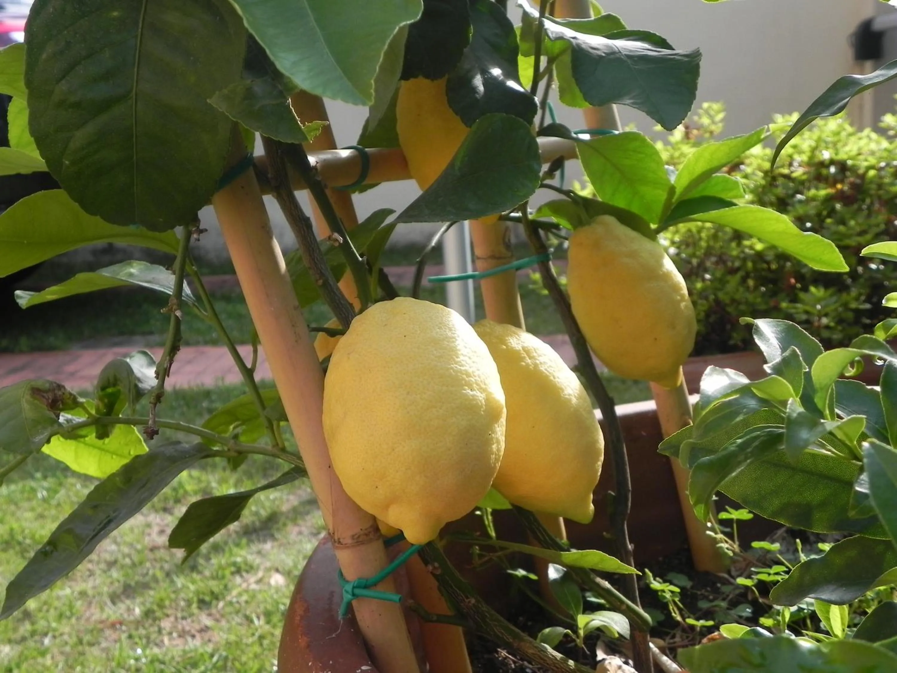 Garden in Villa Il Fortino