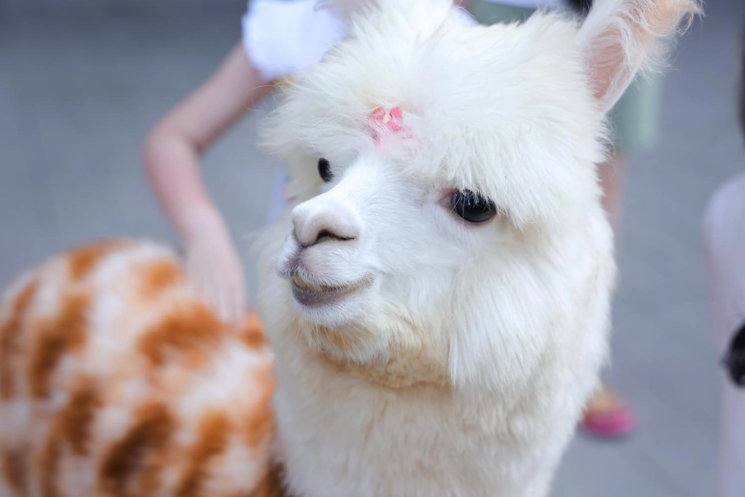 Animals in Holiday Inn & Suites Sanya Yalong Bay