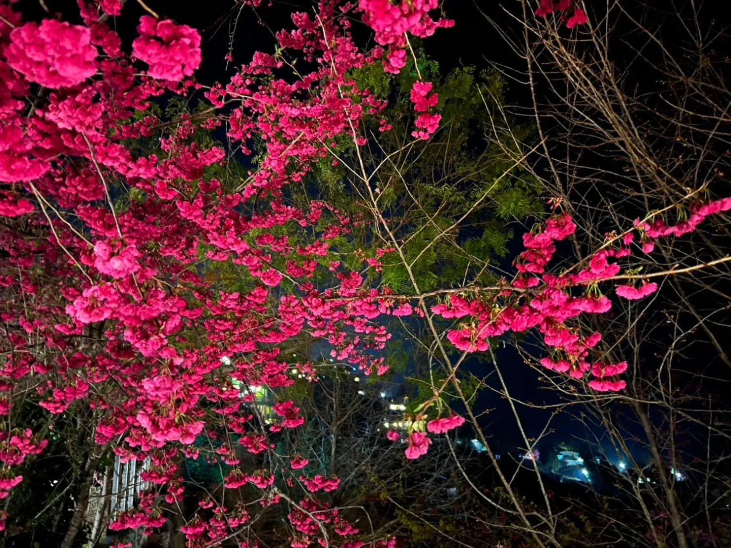 Spring in Spring Ground Resort