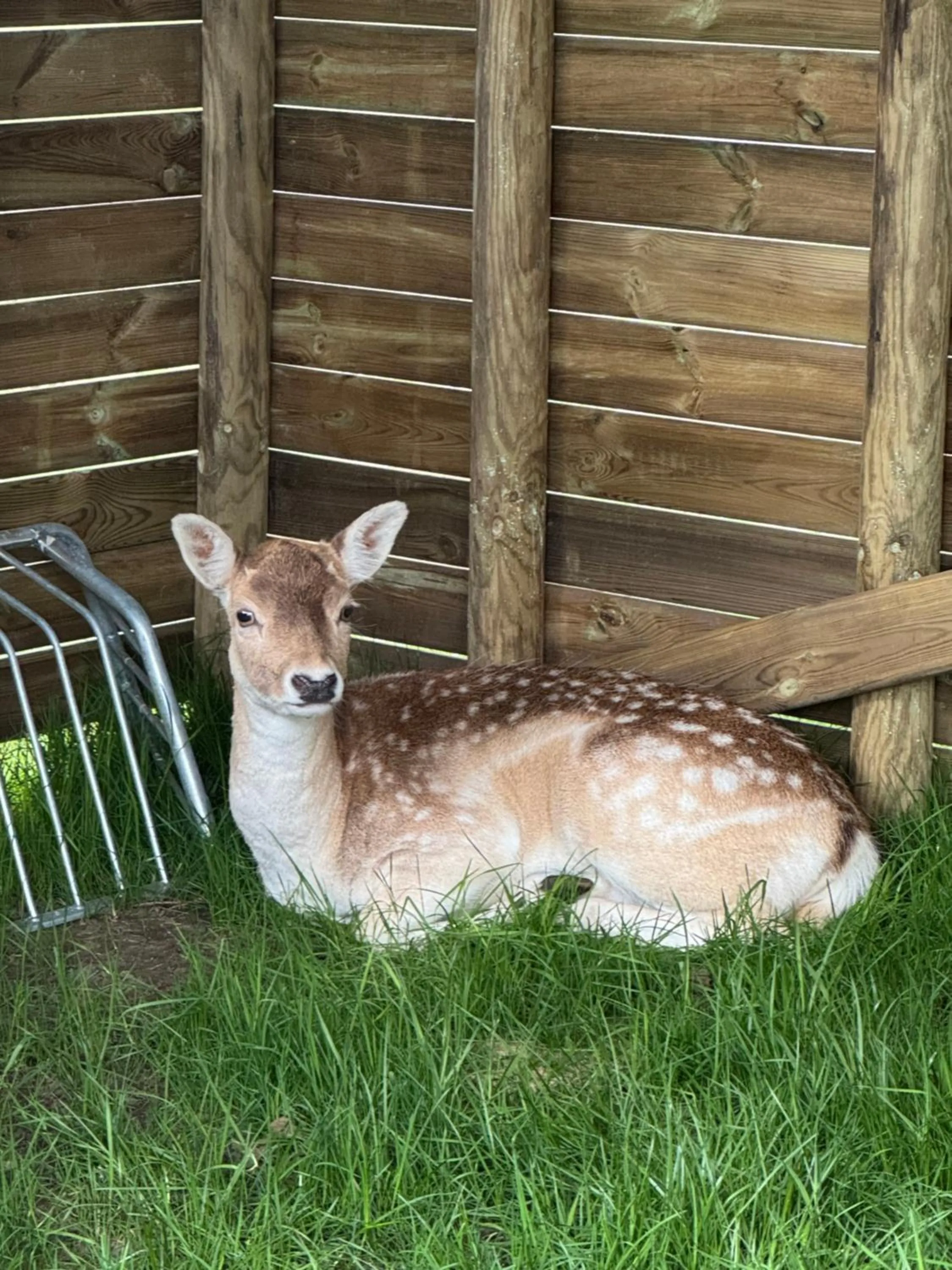 Animals in Hoeve Chartreuse