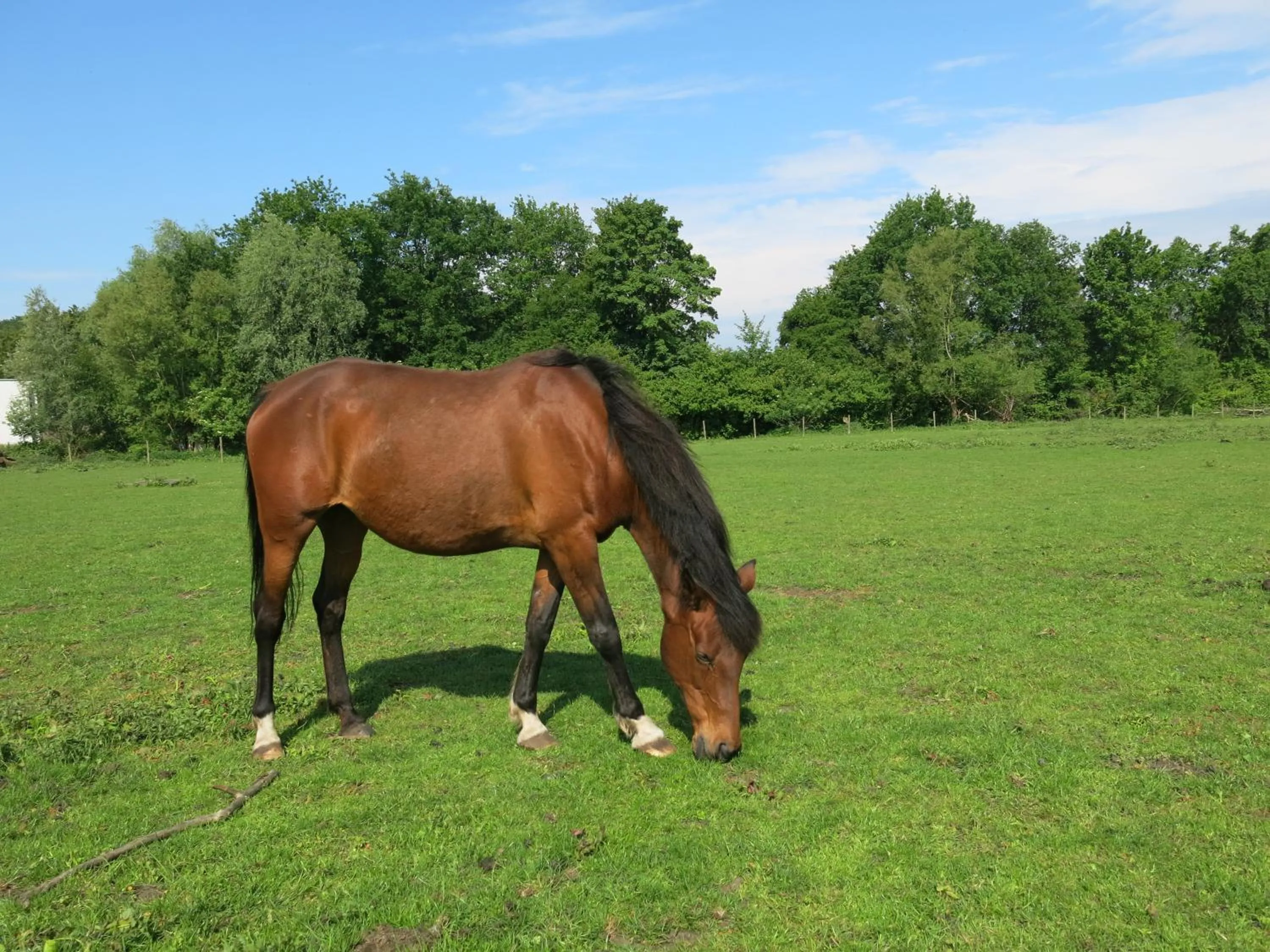 Animals in Hoeve Chartreuse