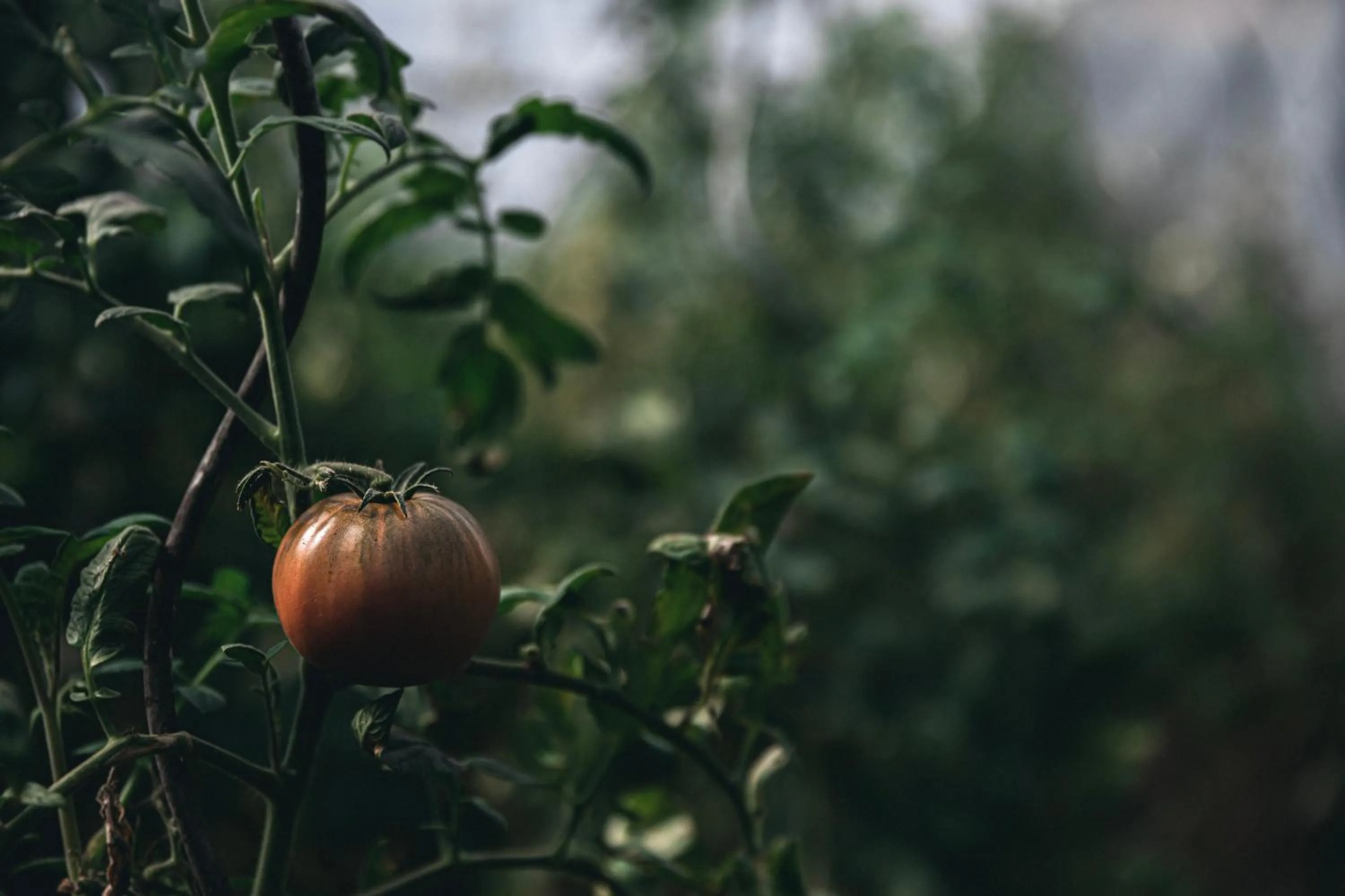 AUBERGE FRANKENBOURG