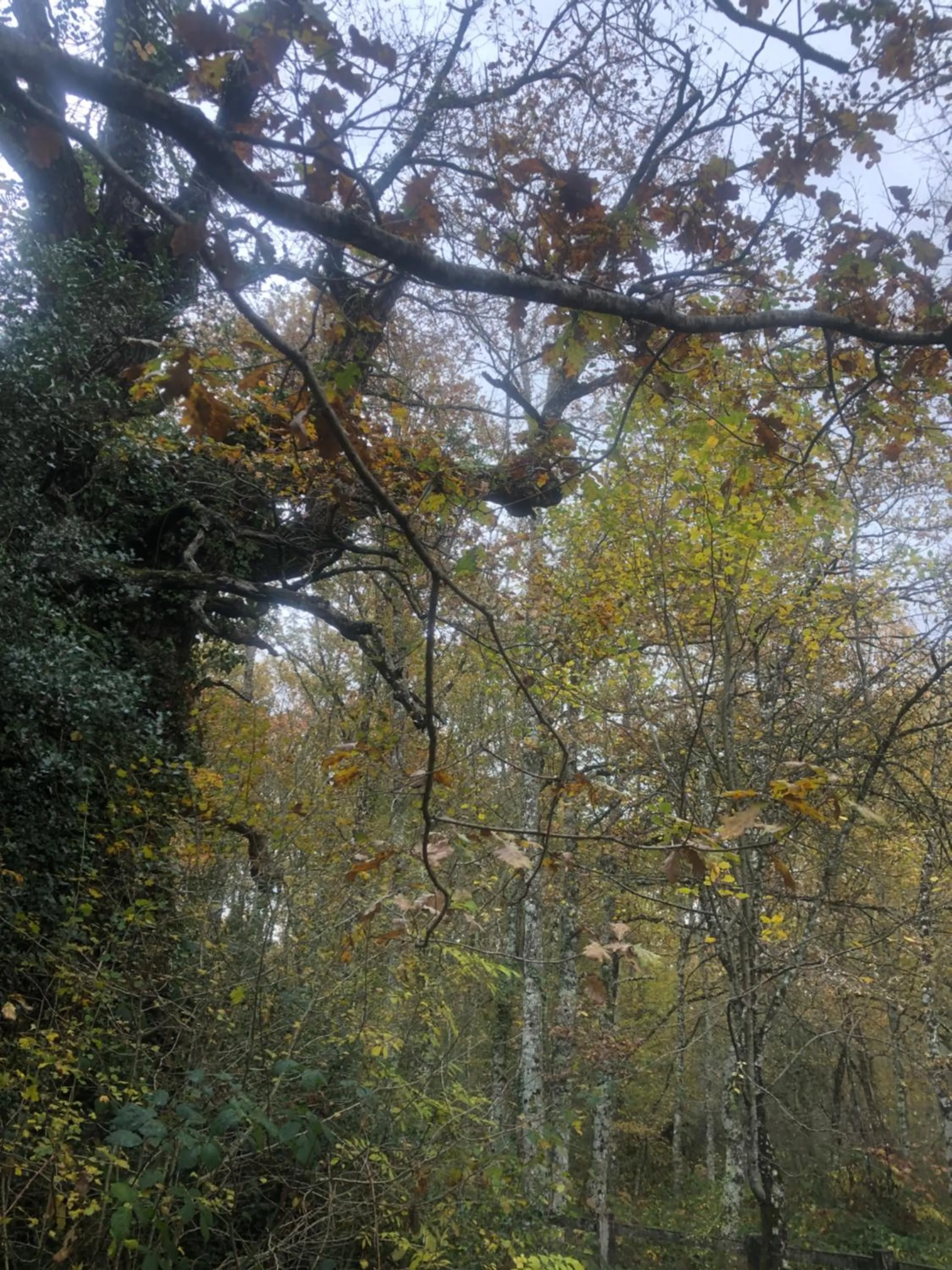 Natural landscape in Casa Rural Ecológica Kaaño Etxea