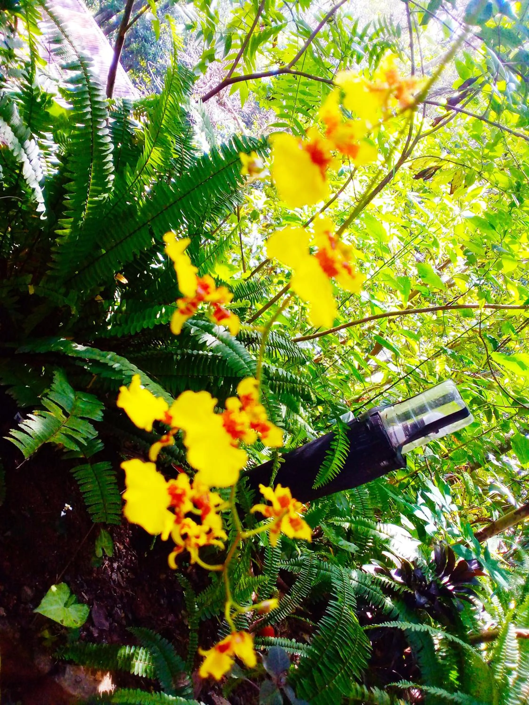 Garden in Ella Walkers Nest