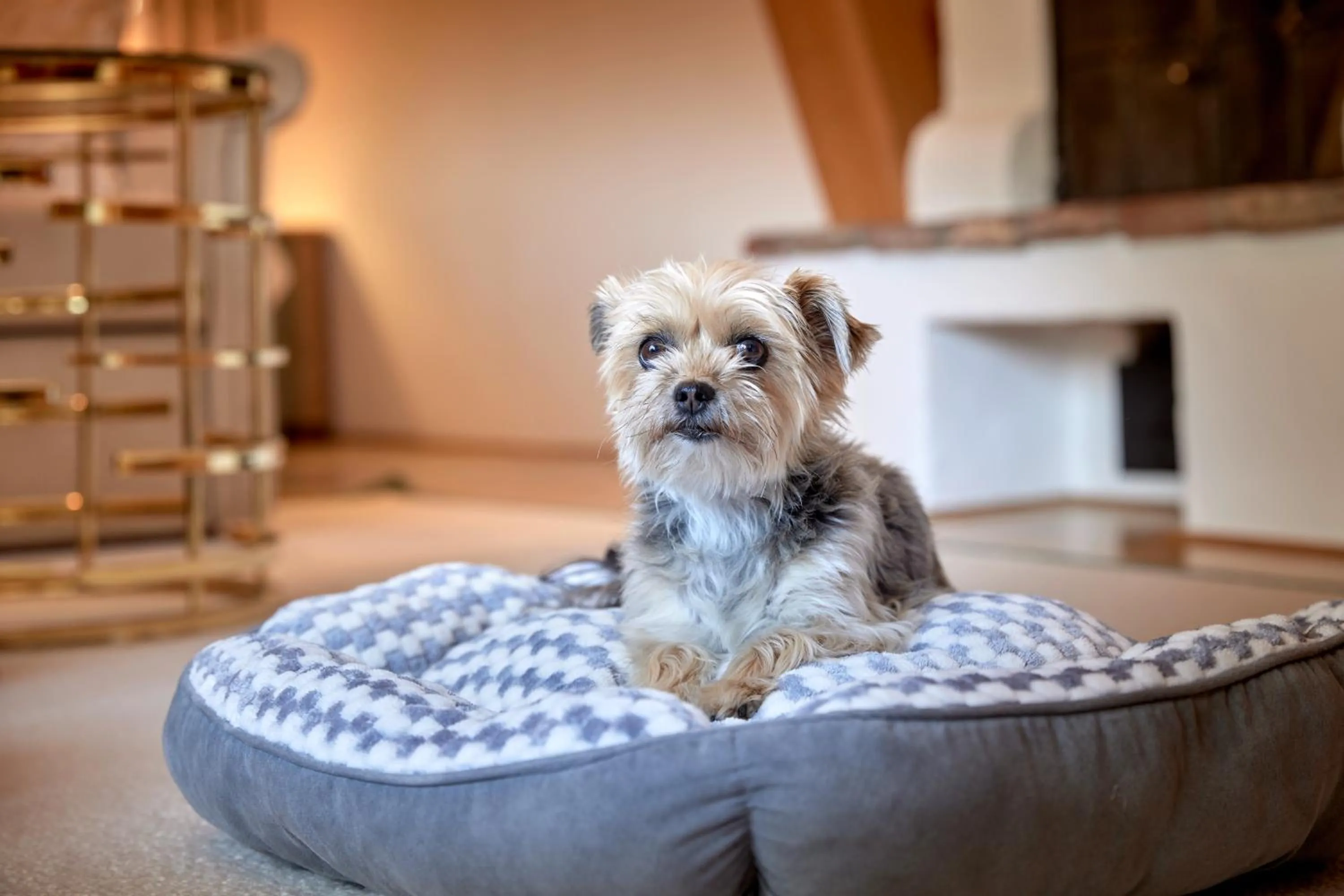 pet friendly in Relais & Châteaux Hotel Tennerhof