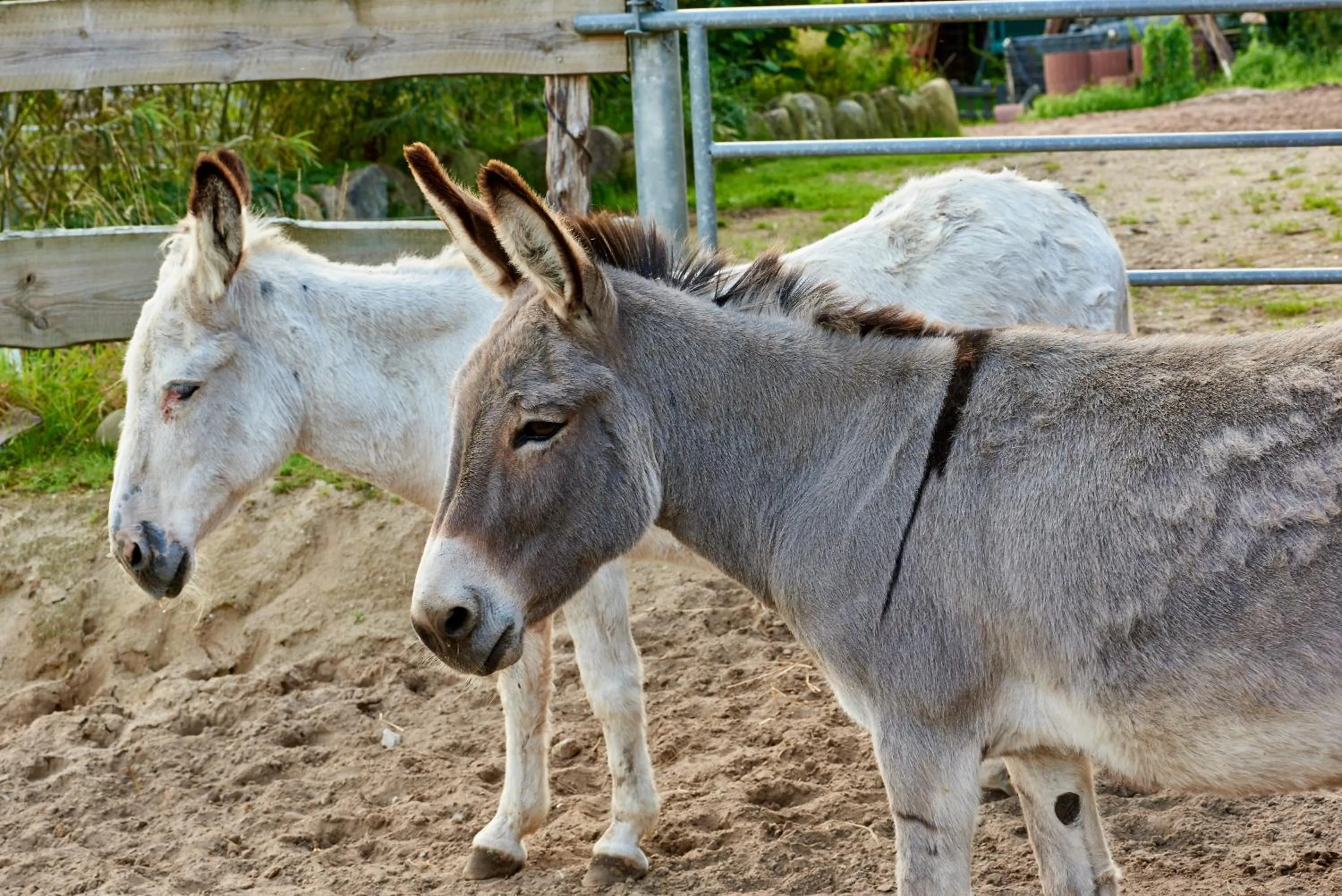 Animals in Room and kitchen im Katerberg