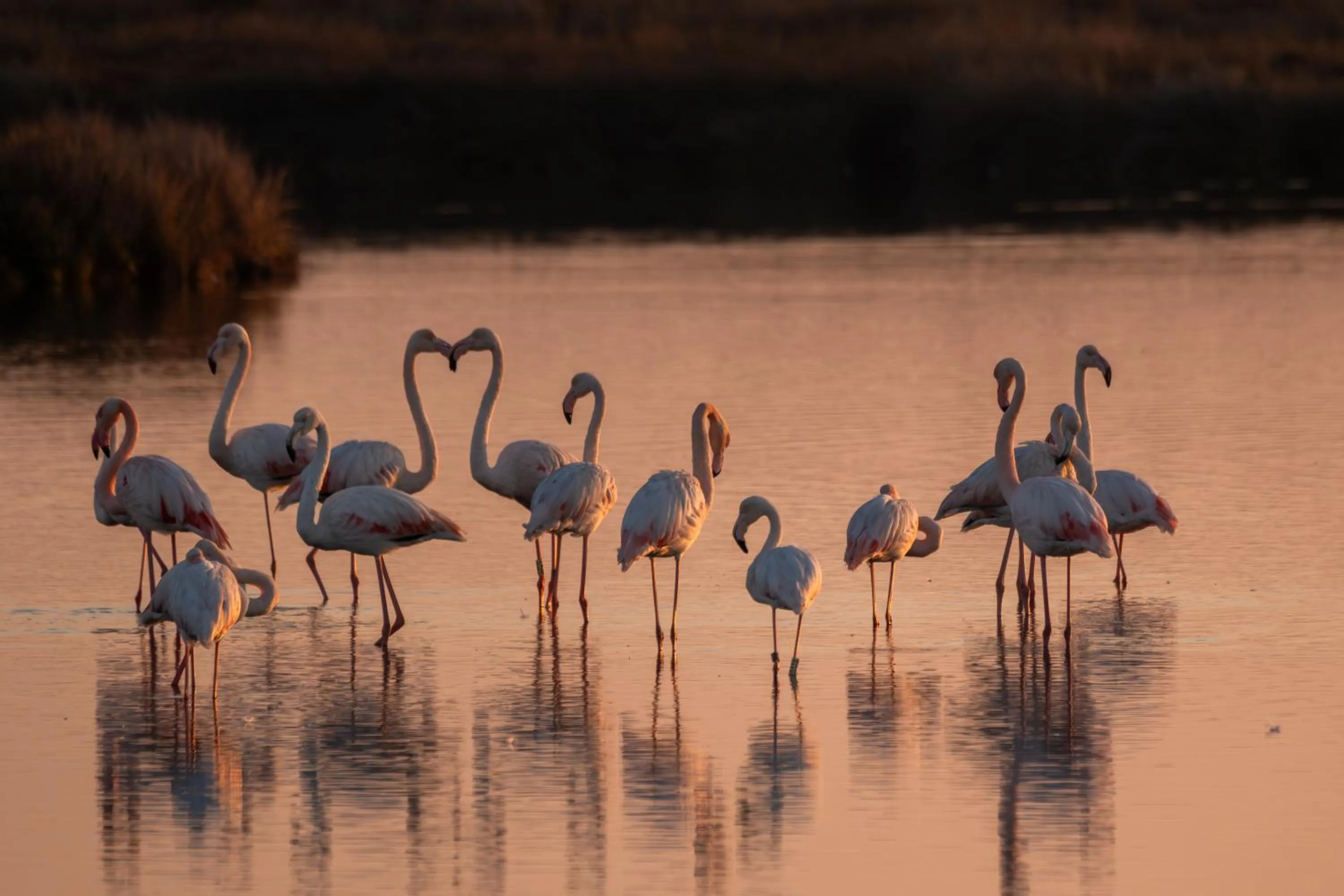Natural landscape in Lodges de Camargue