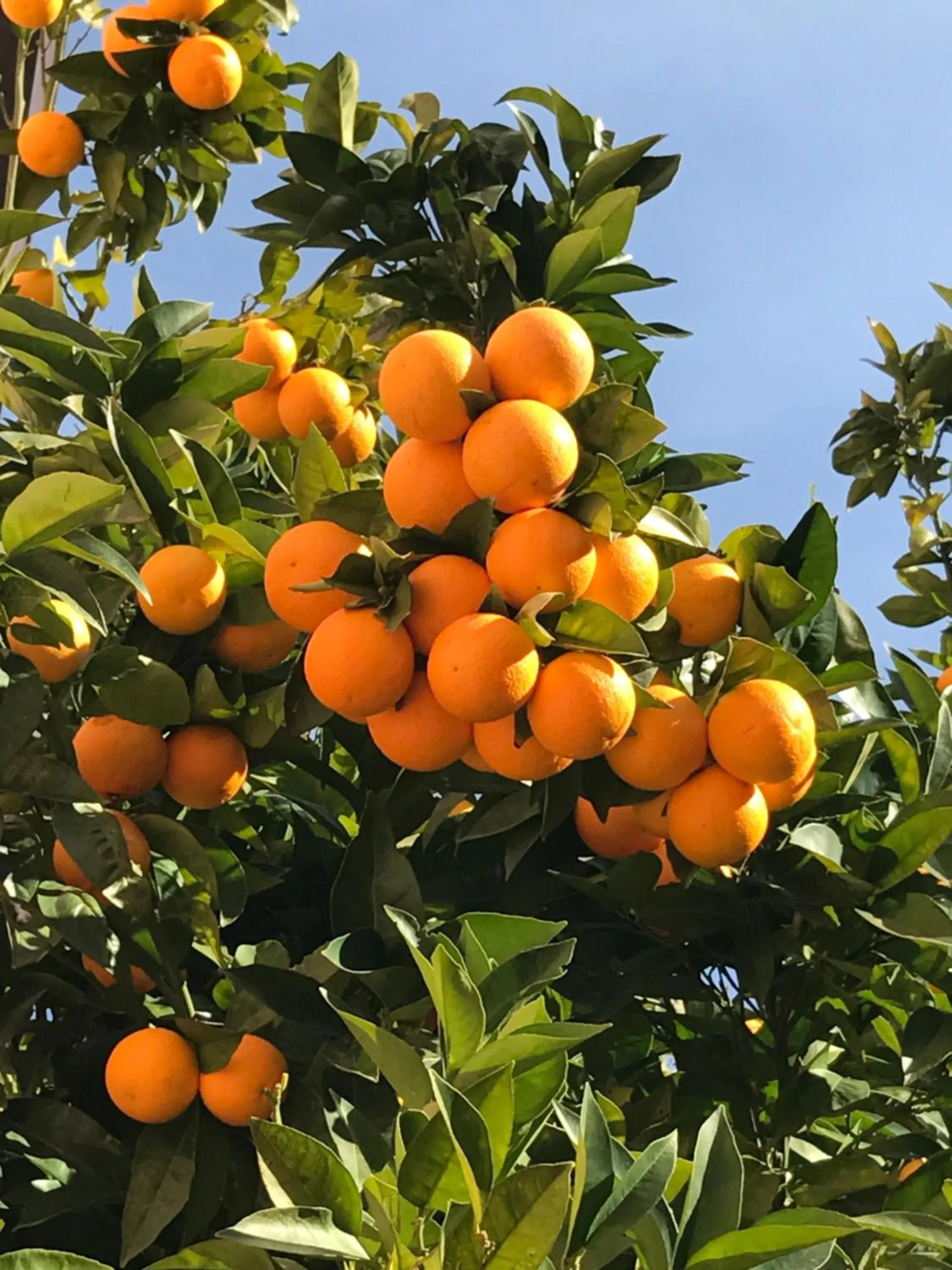 Decorative detail in Cilento