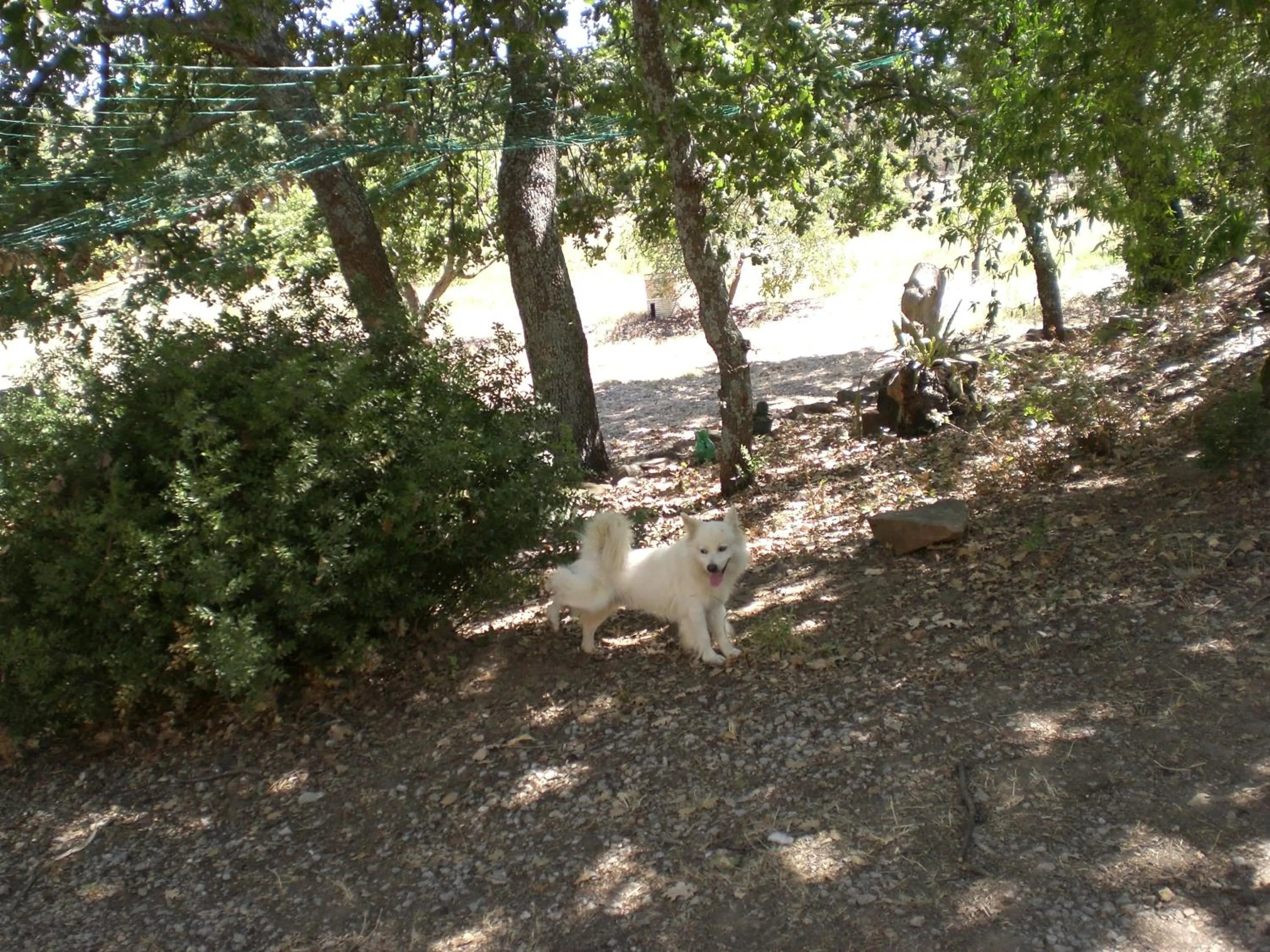 Pets in B&B Villa Calagioli