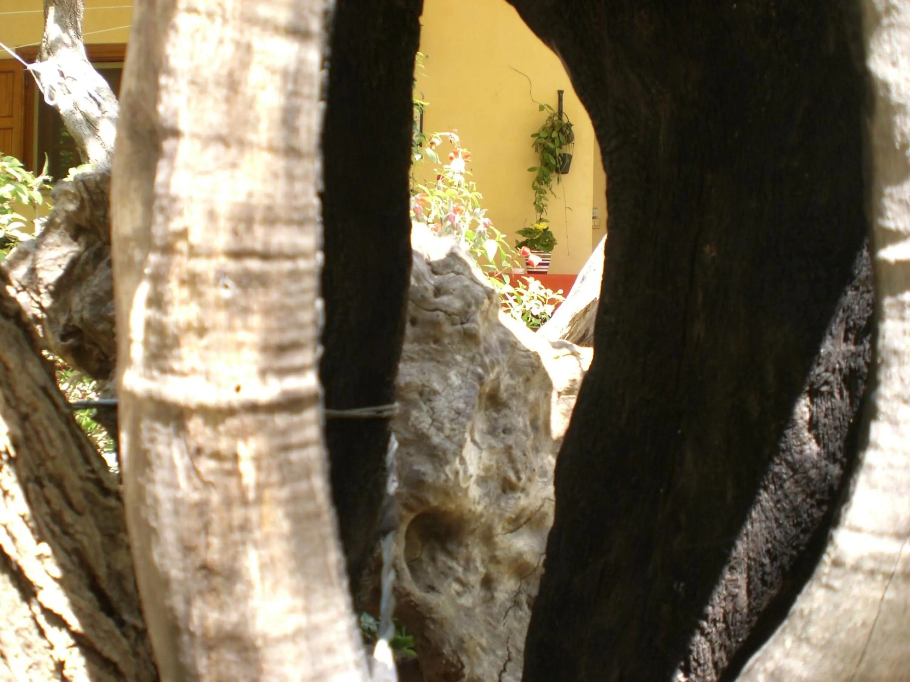 Garden in B&B Villa Calagioli