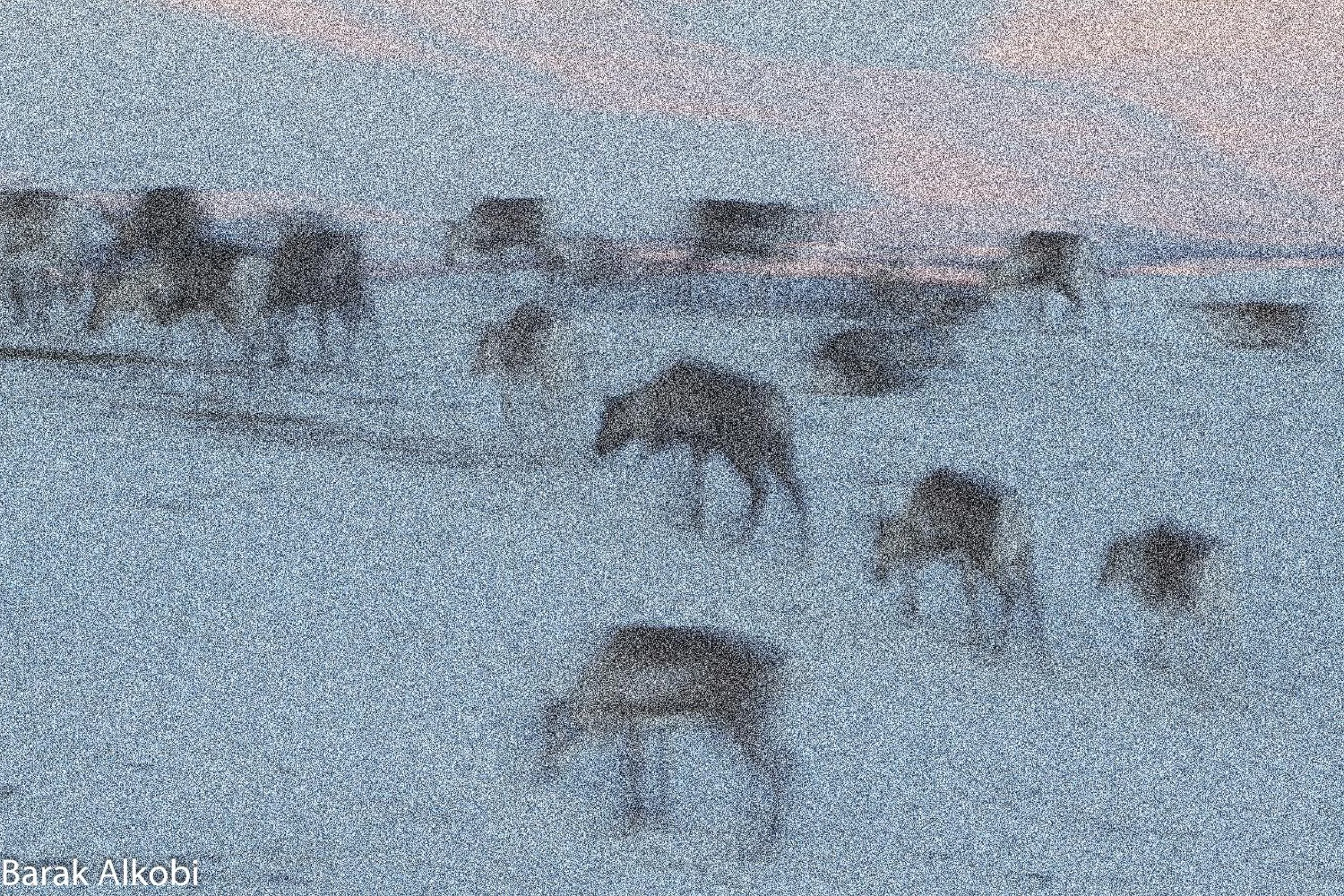 Animals in Abisko Guesthouse & Activities