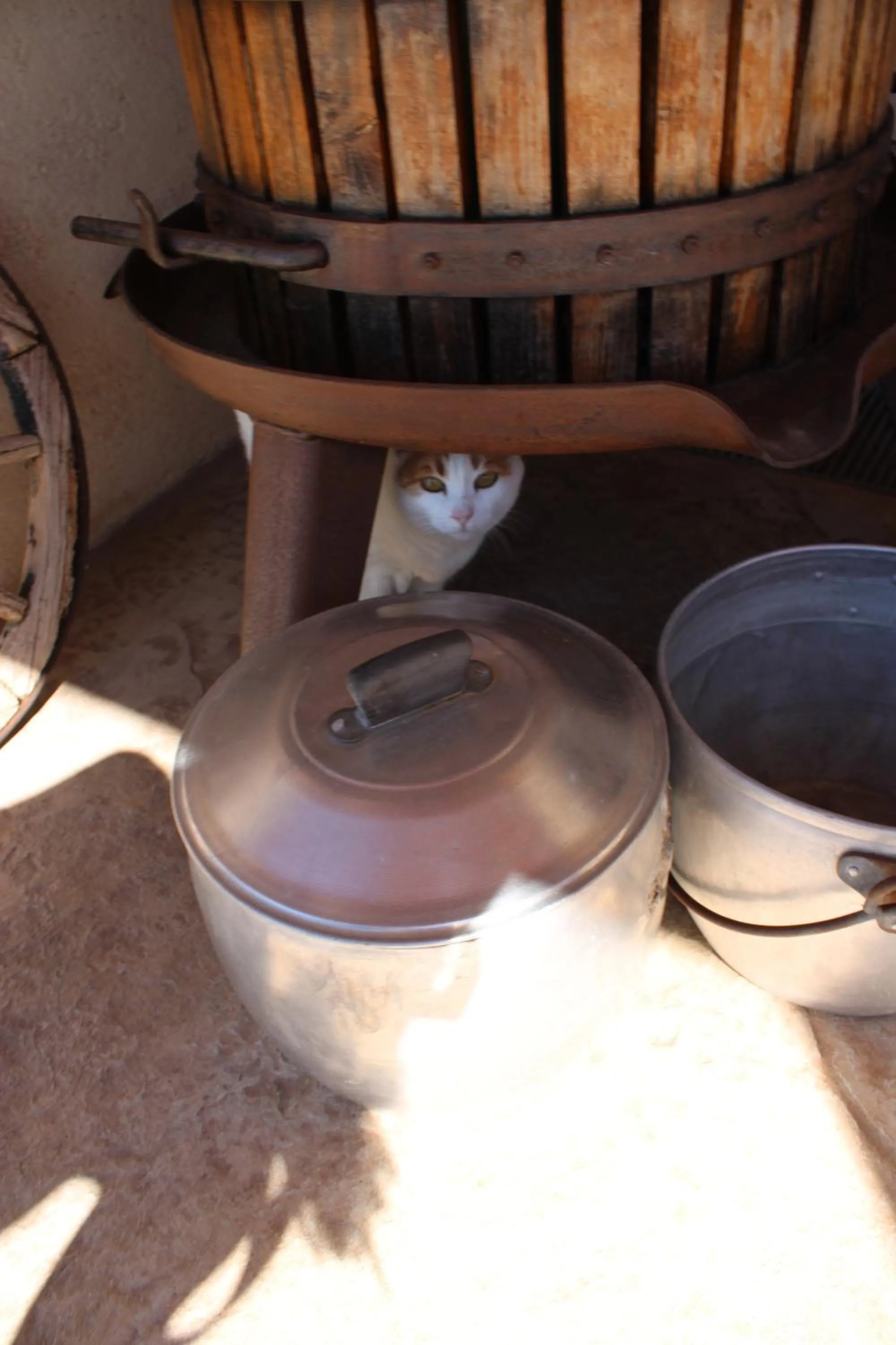 Animals in Giuliva B&B