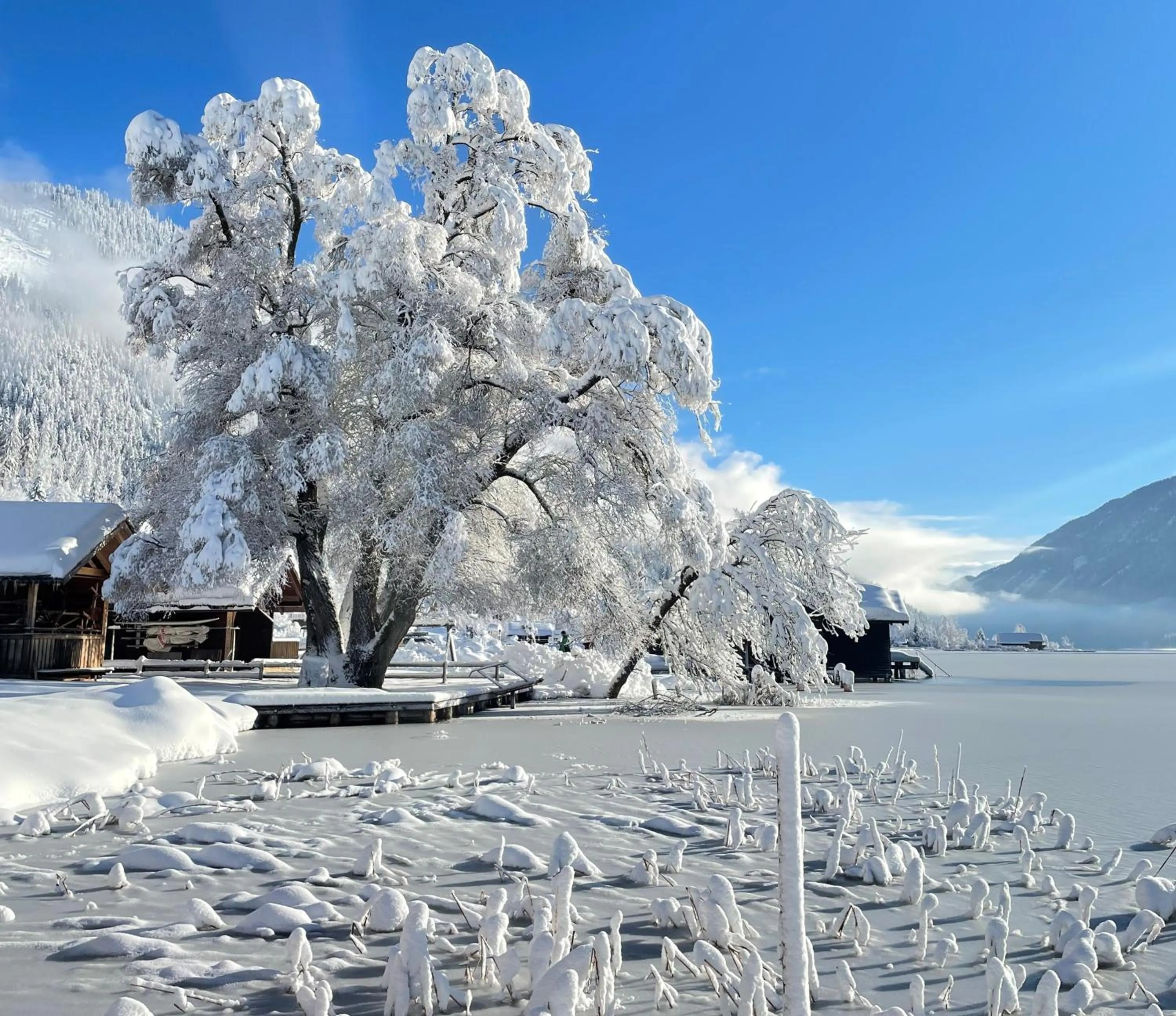 Natural landscape in Ferienhof Neusacher Moser