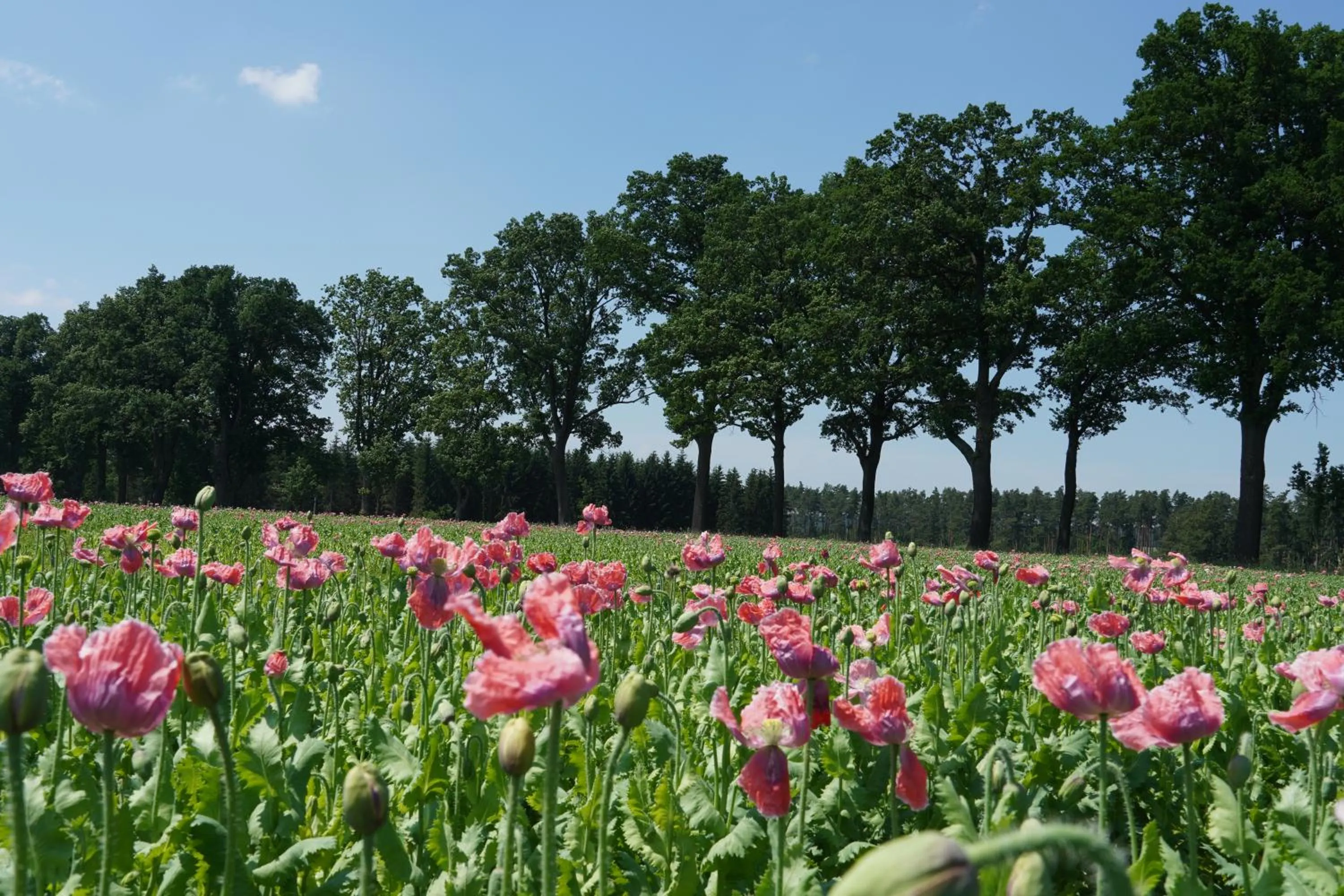 Natural landscape in Schlosshotel Rosenau Superior
