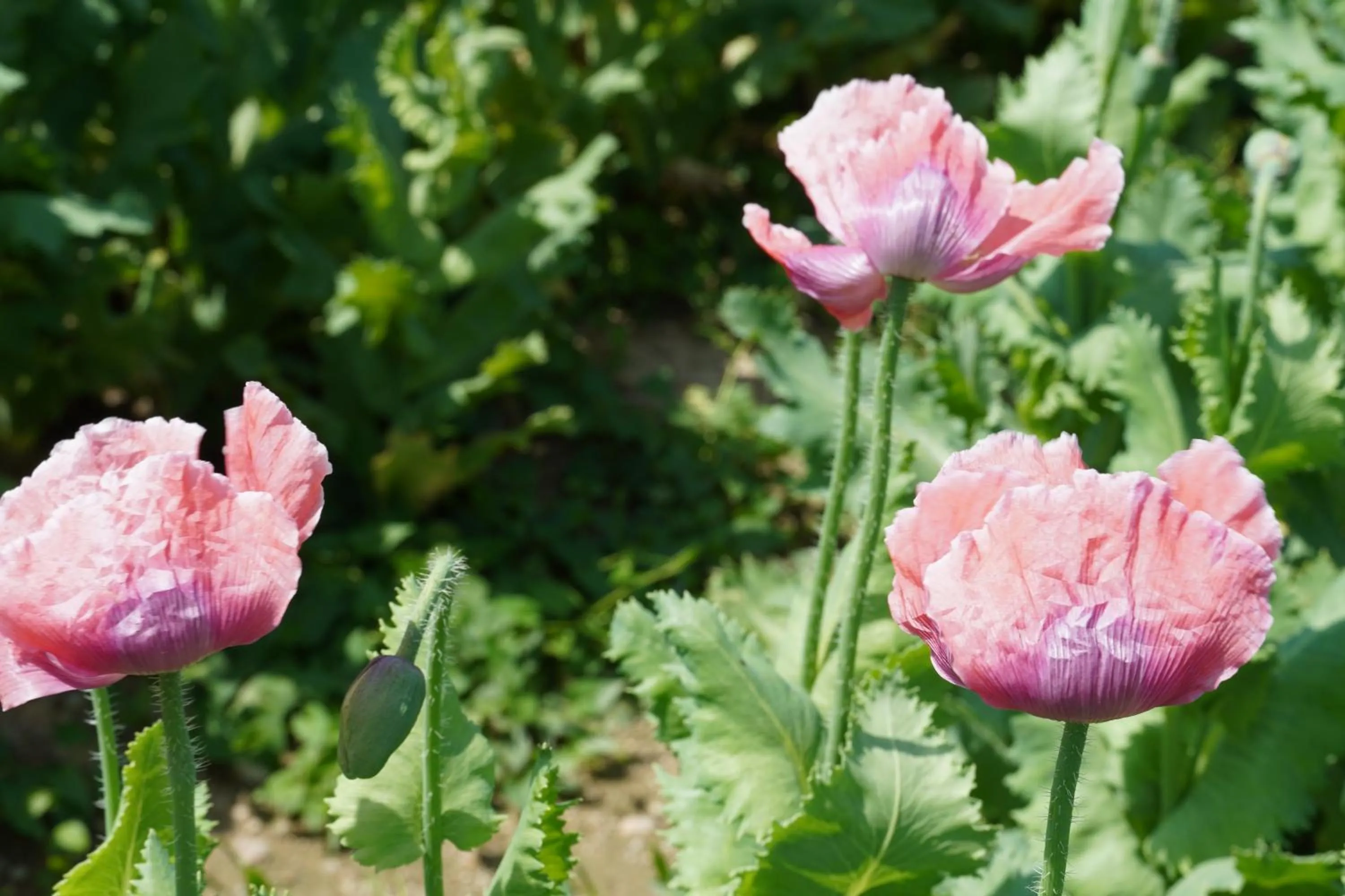 Schlosshotel Rosenau Superior