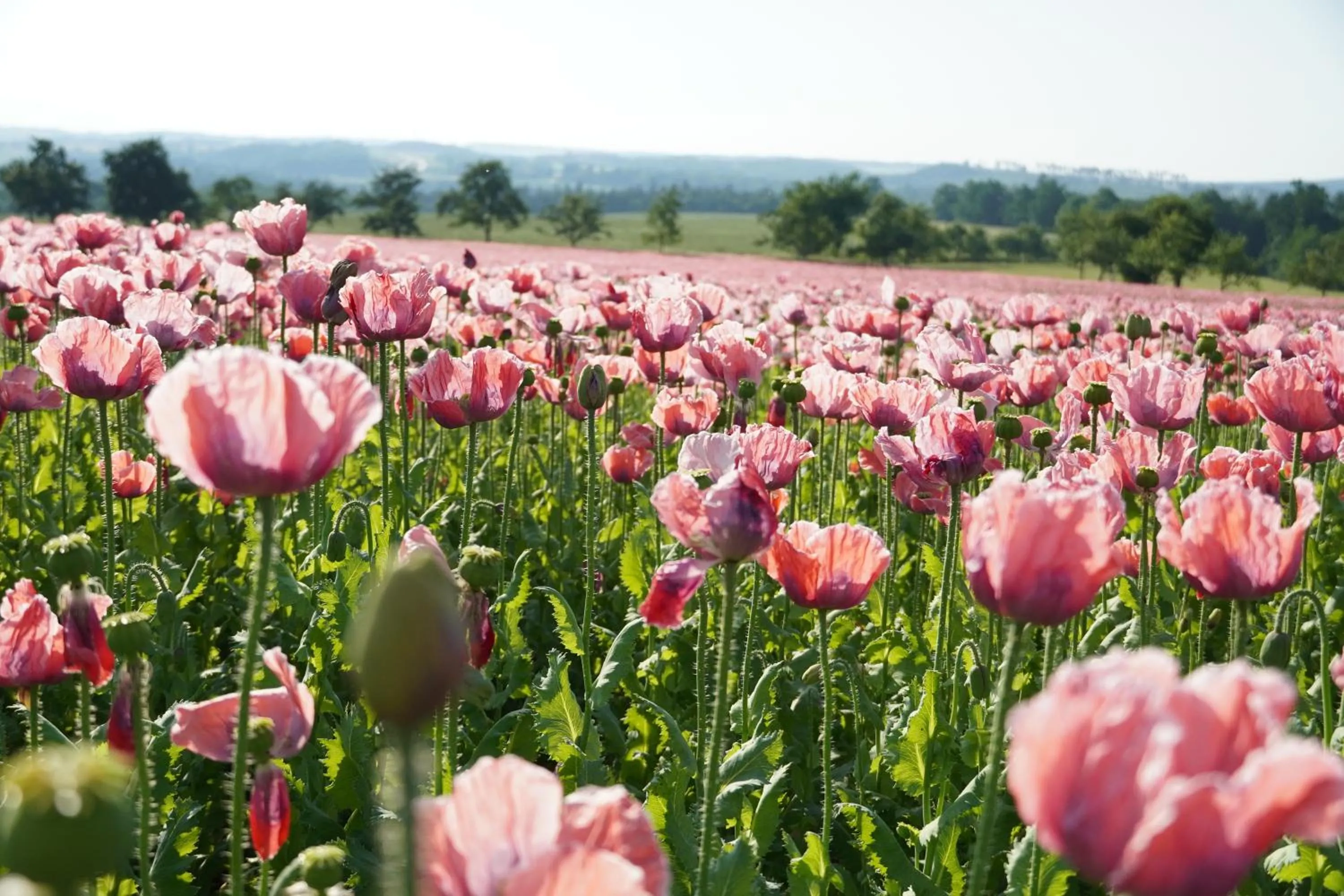Schlosshotel Rosenau Superior