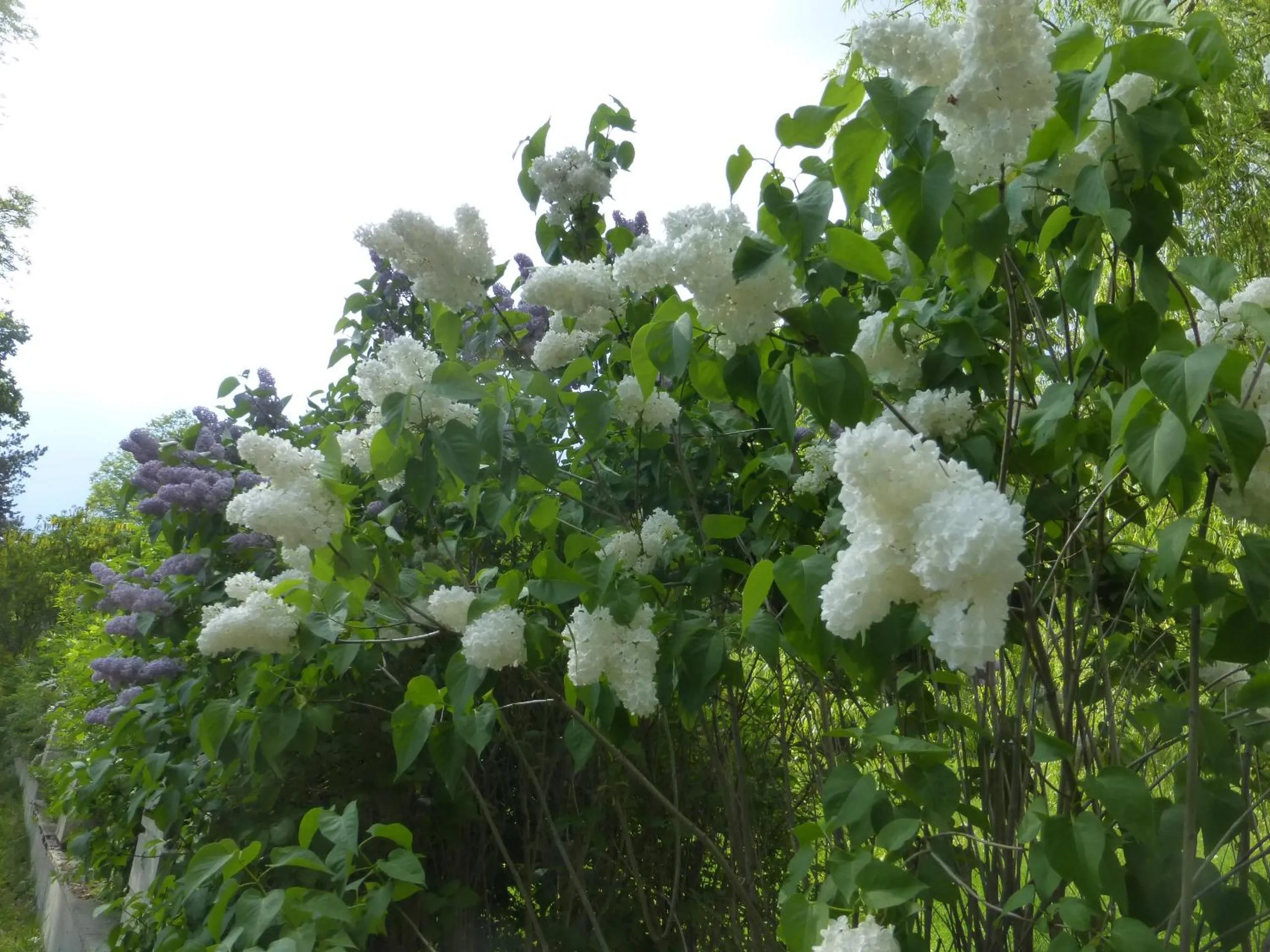 Schlosshotel Rosenau Superior