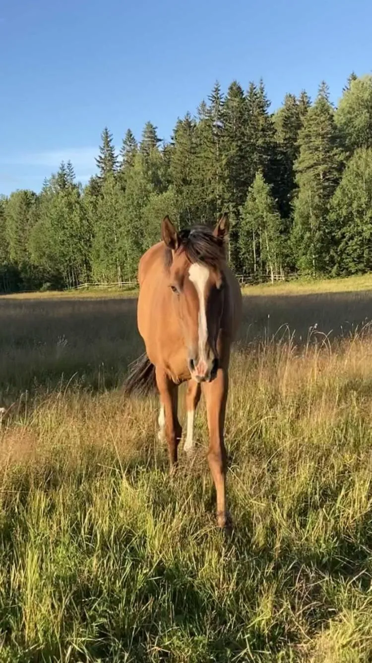 View (from property/room) in Setons Stuga