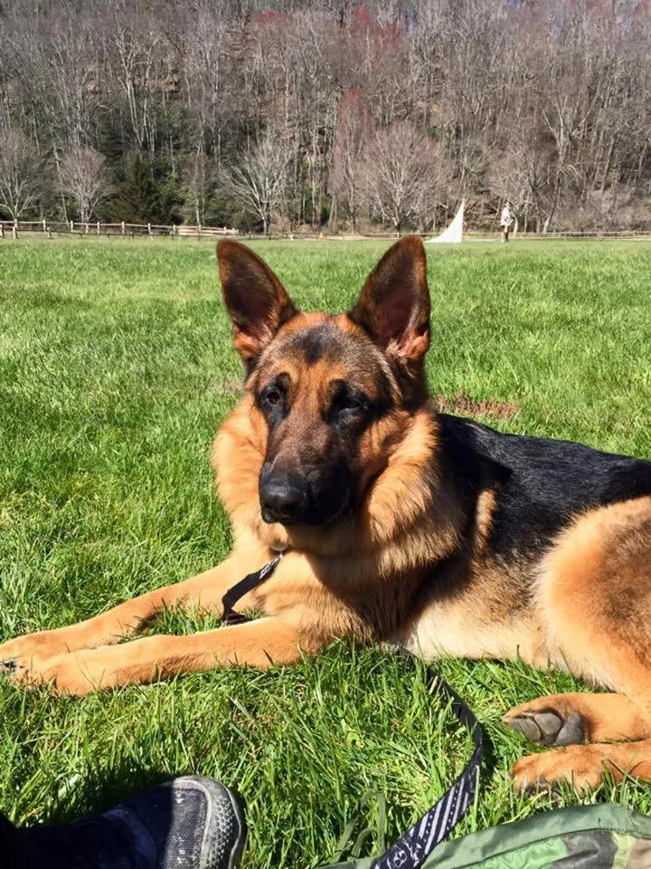 Pets in Homestead Inn - Blowing Rock