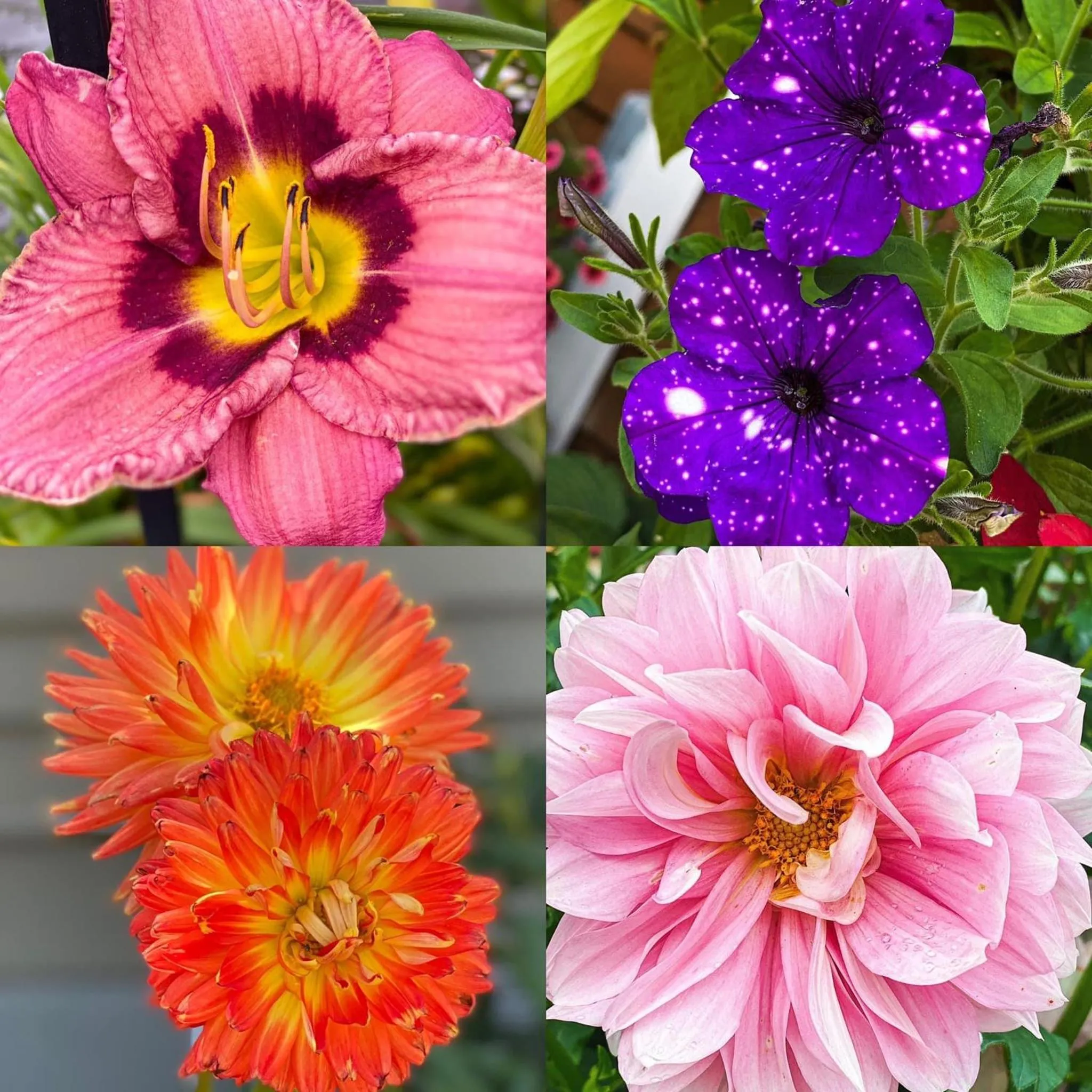 Homestead Inn - Blowing Rock