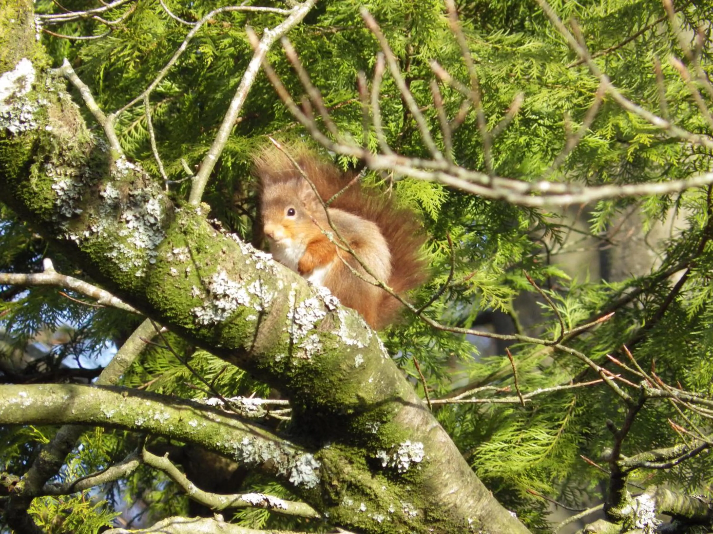 Summer in Sorbietrees B&B
